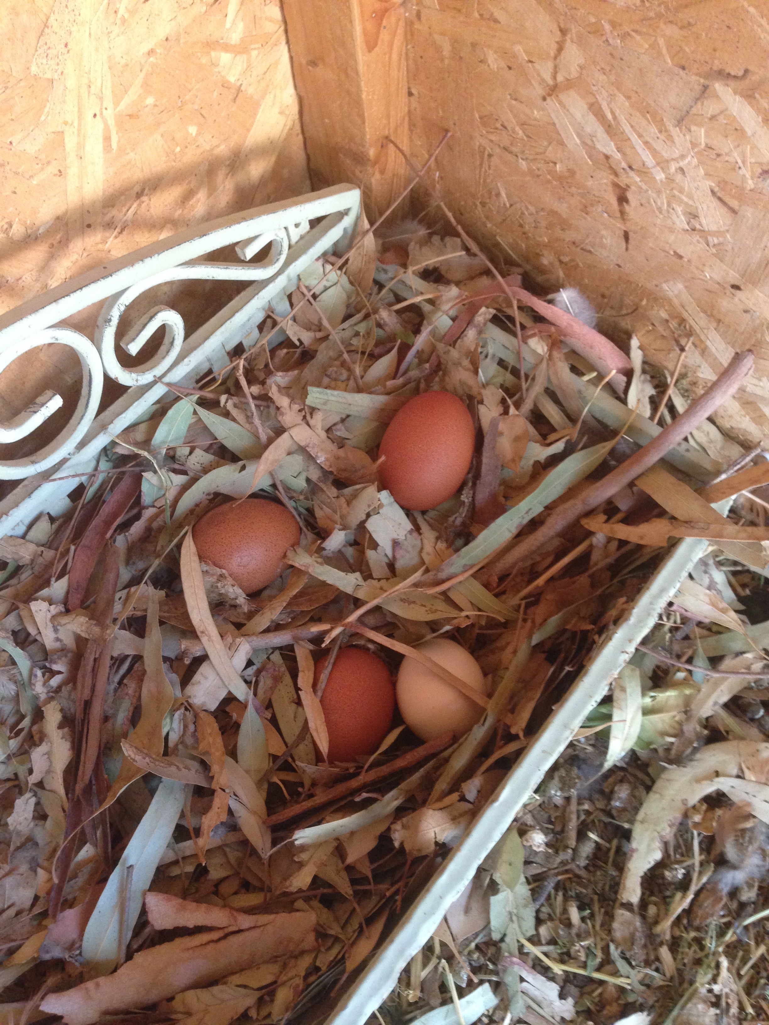  the chickens started laying eggs :) 