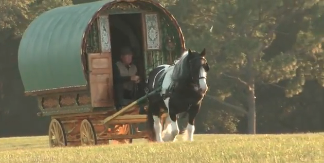 Cool Gypsy Vanner Video