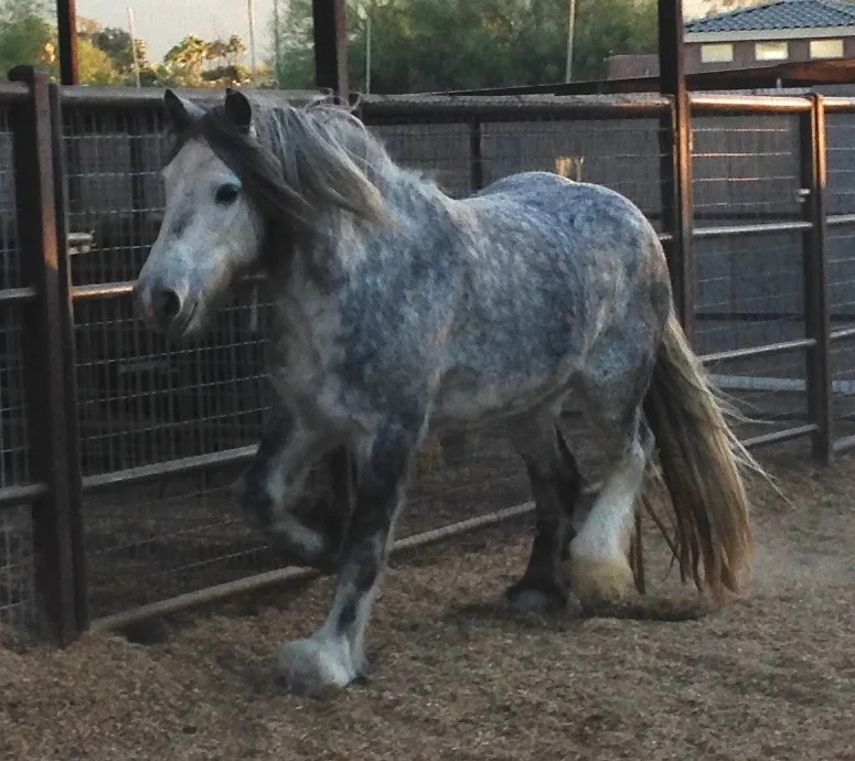 Gypsy Stallion Showcase (and) Why Am I Selling My Horse?