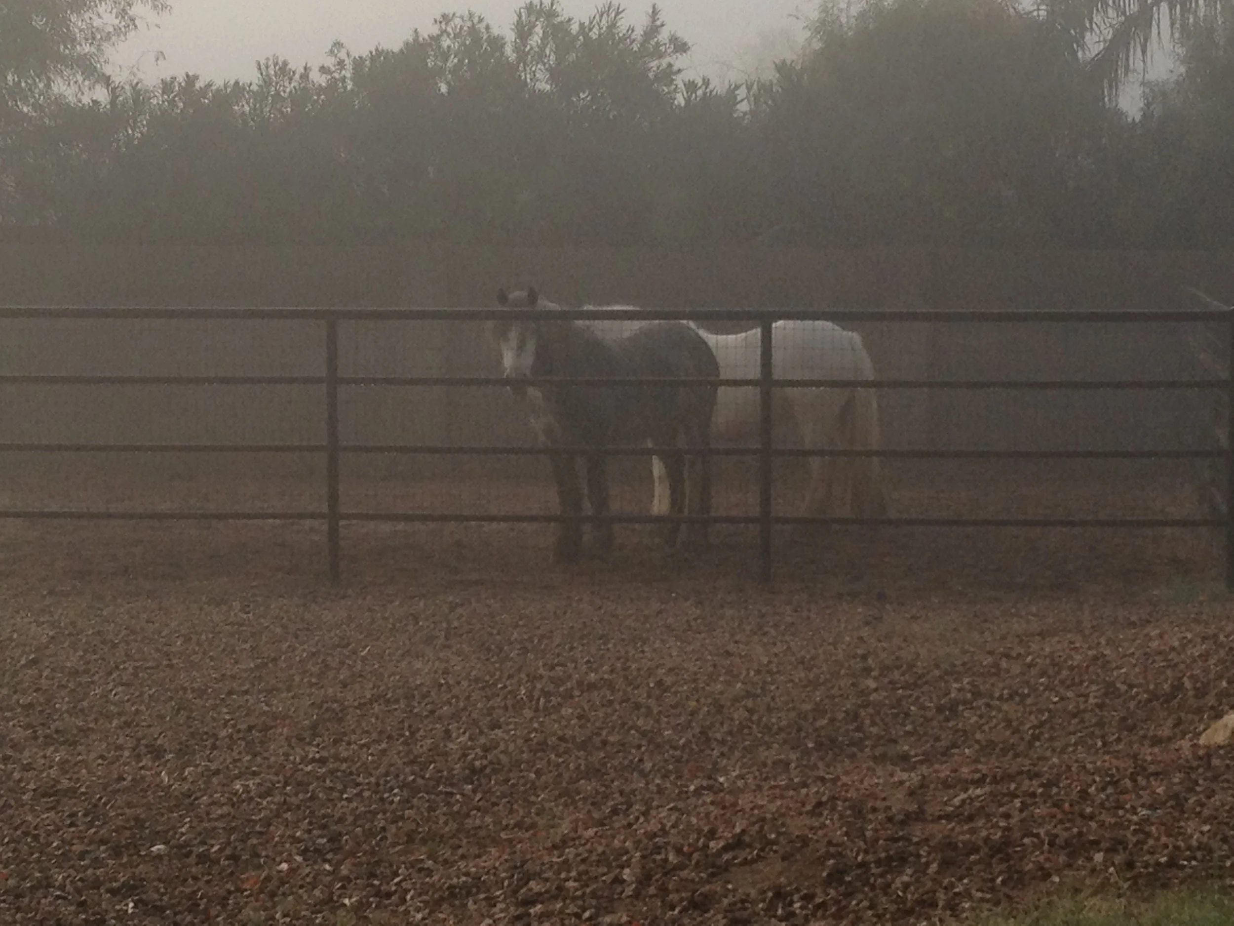 Foggy morning, December