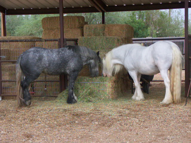 Gray Factor in Horses