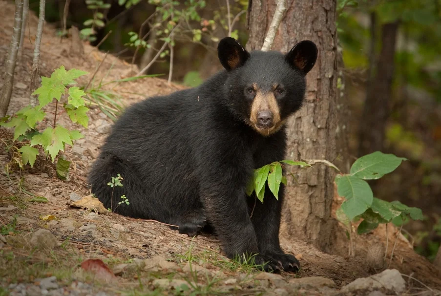 black-bear-cub.jpeg