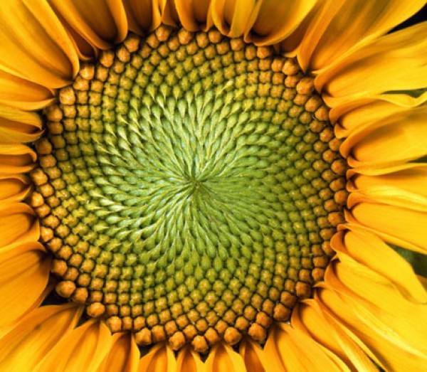sunflower_fibonacci.jpg