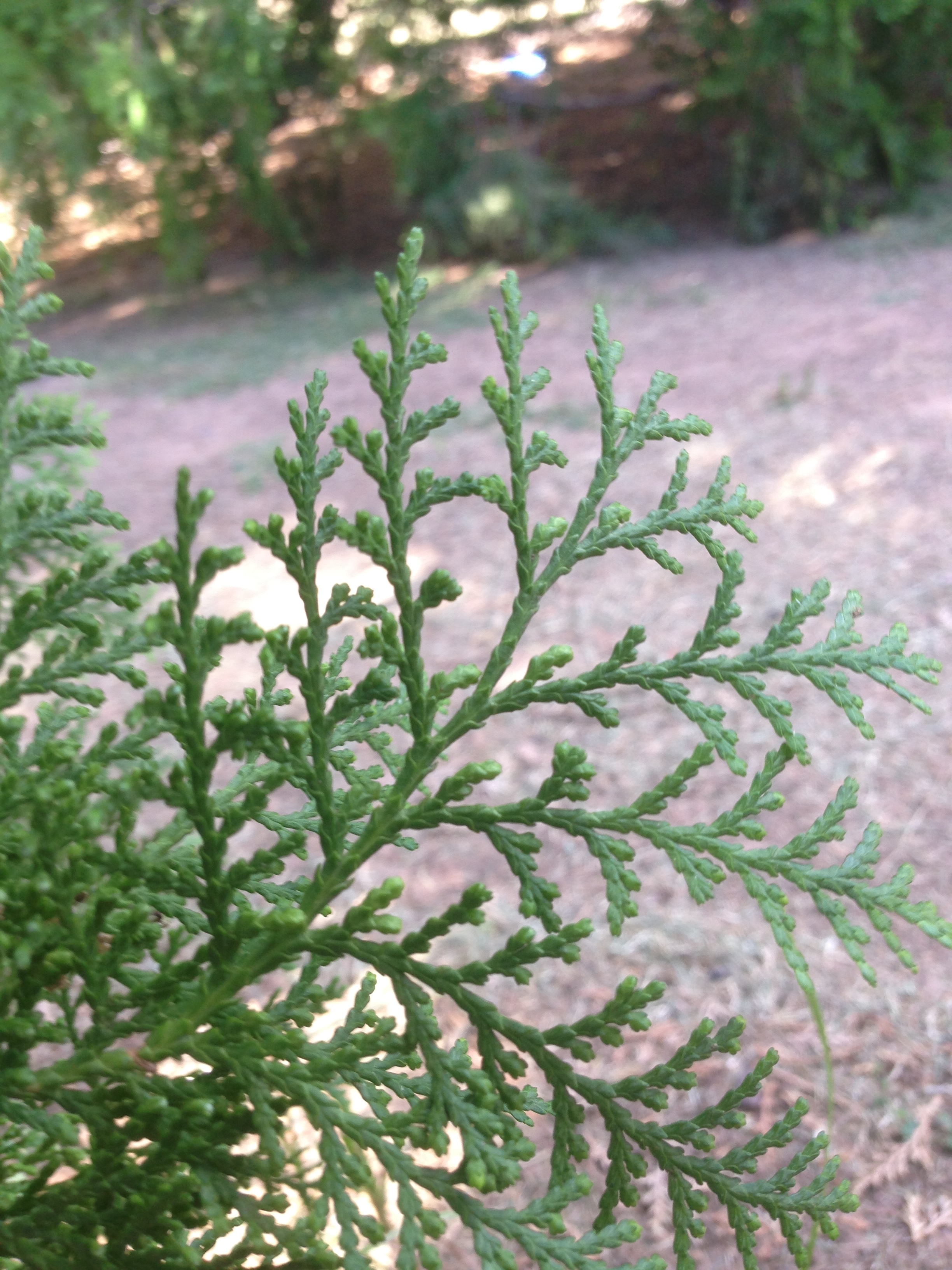 leaf evergreen.jpg