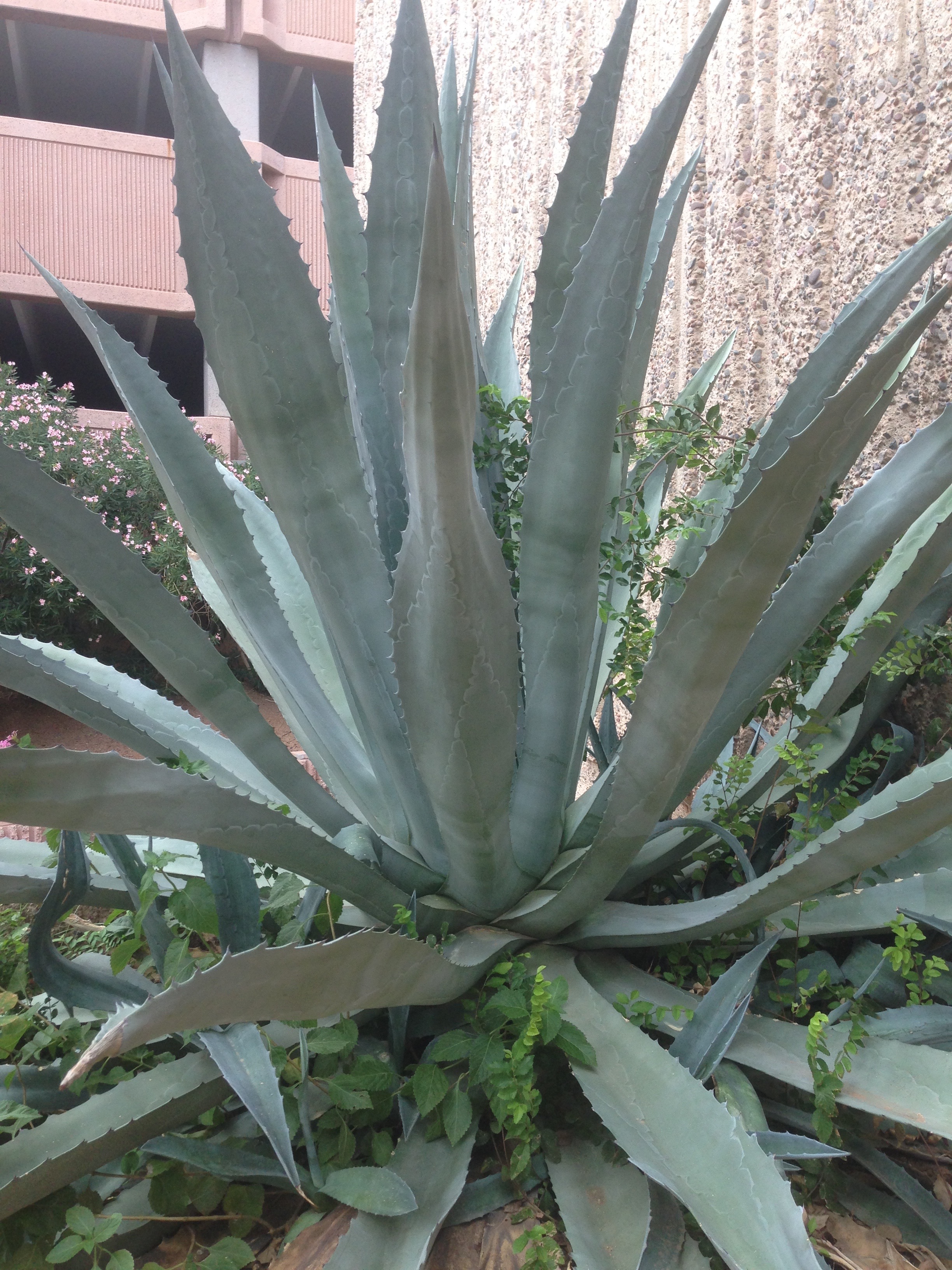 an enormous agave plant :O