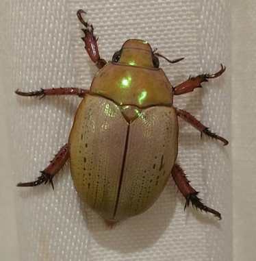 beetle gold.png
