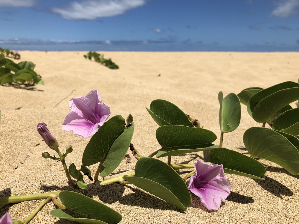  Purple trumpet flowers on Kauai beach golden sand&nbsp; 