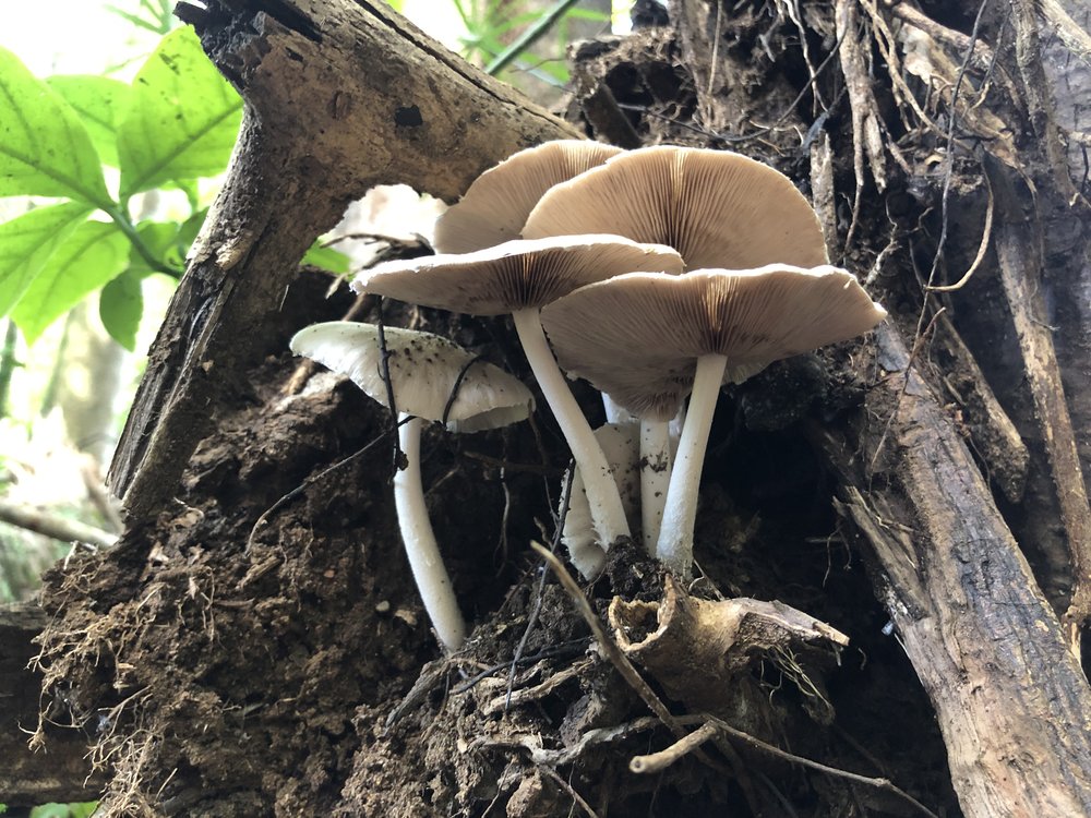  Beautiful mushrooms growing in Hawaii&nbsp; 