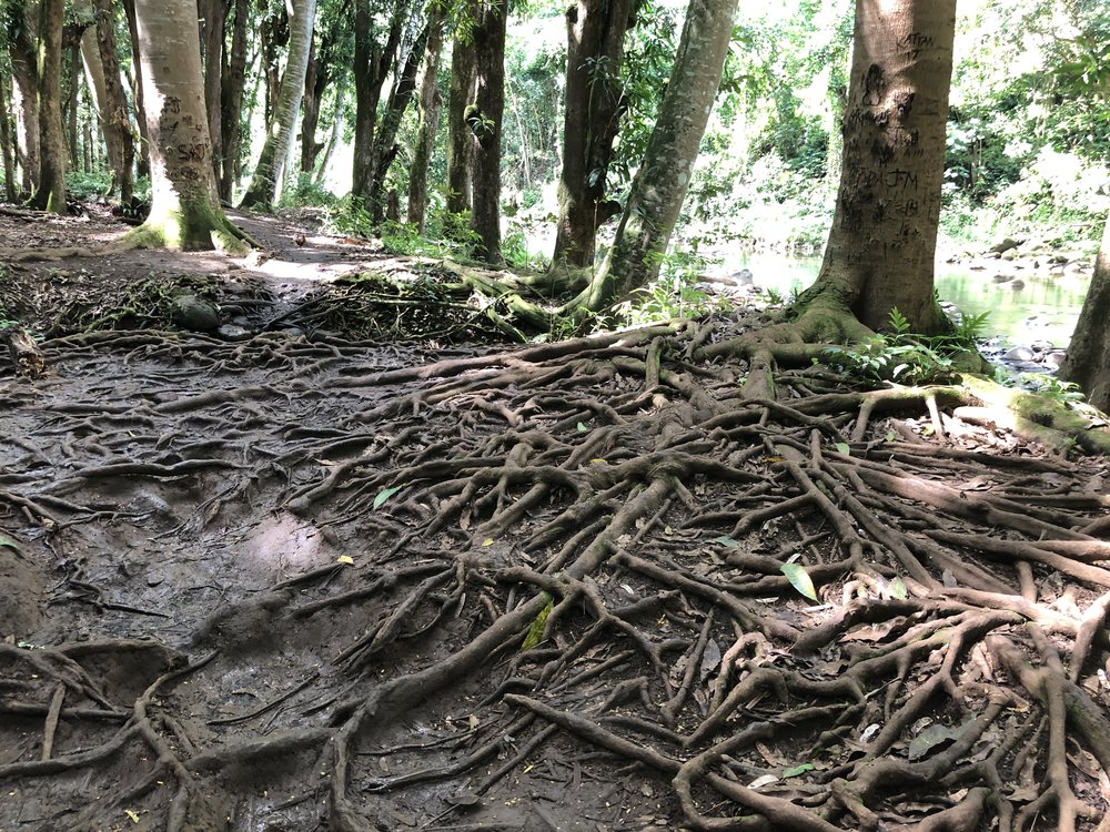  Gnarled twisting tree roots on the hike to the secret waterfall Kauai&nbsp; 