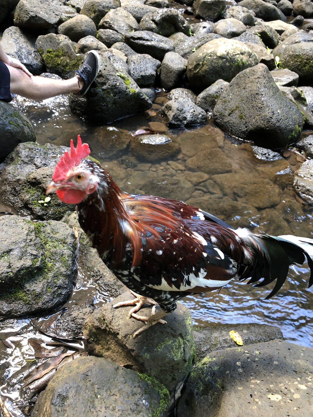 Classic Kauai rooster 