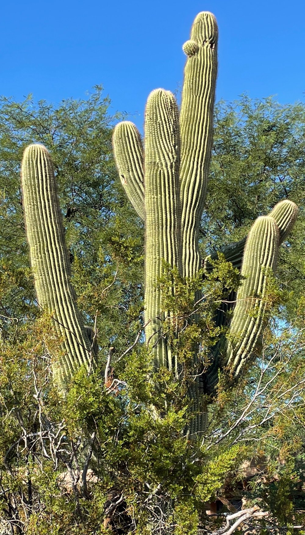  a model saguaro in my neighborhood 