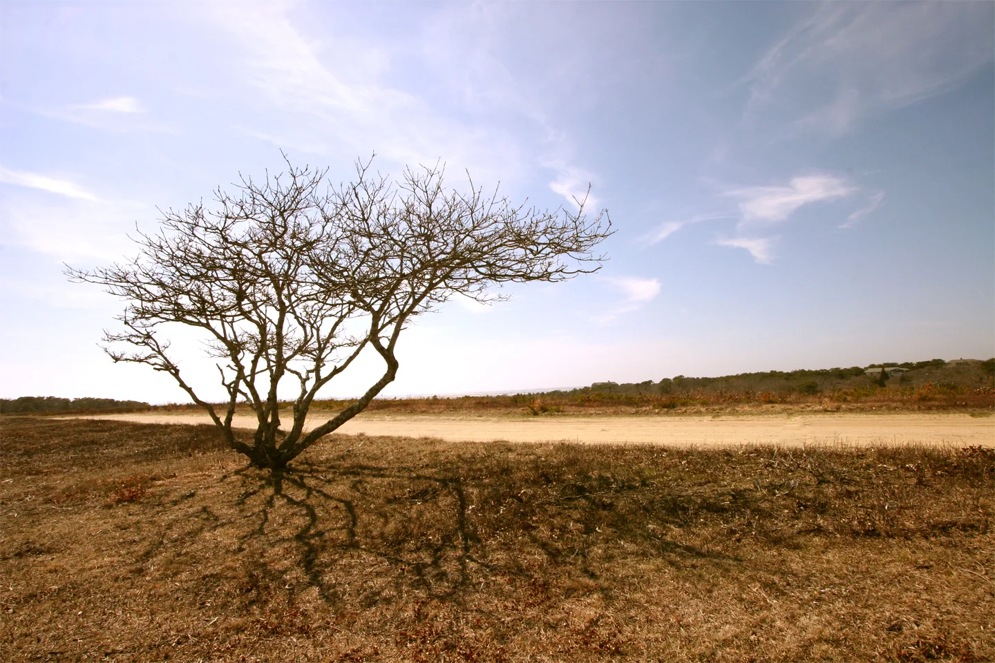 lone tree, chappaquiddick island, massachusetts, usa