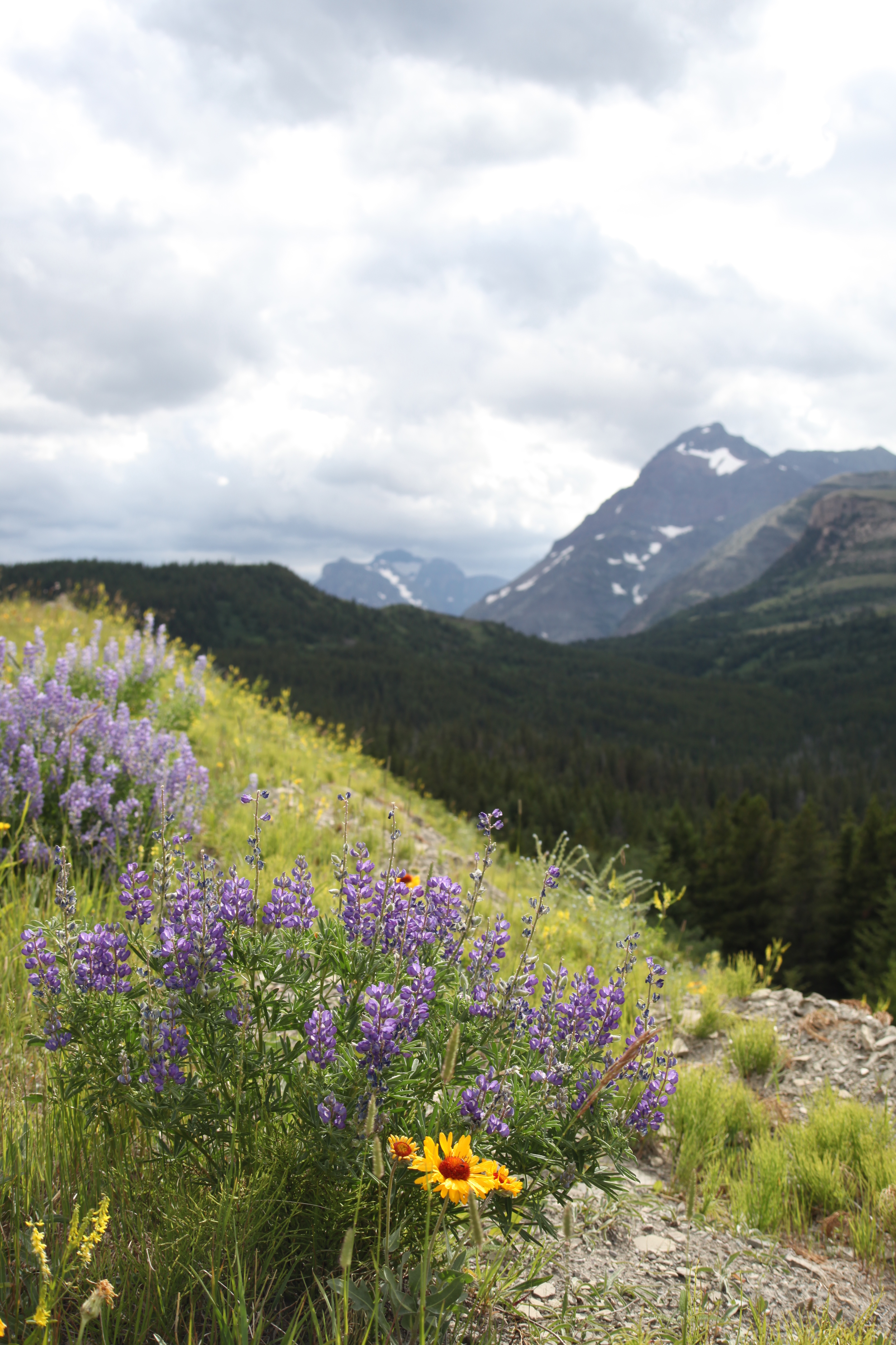 roadside flowers, glacier national park, montana, usa