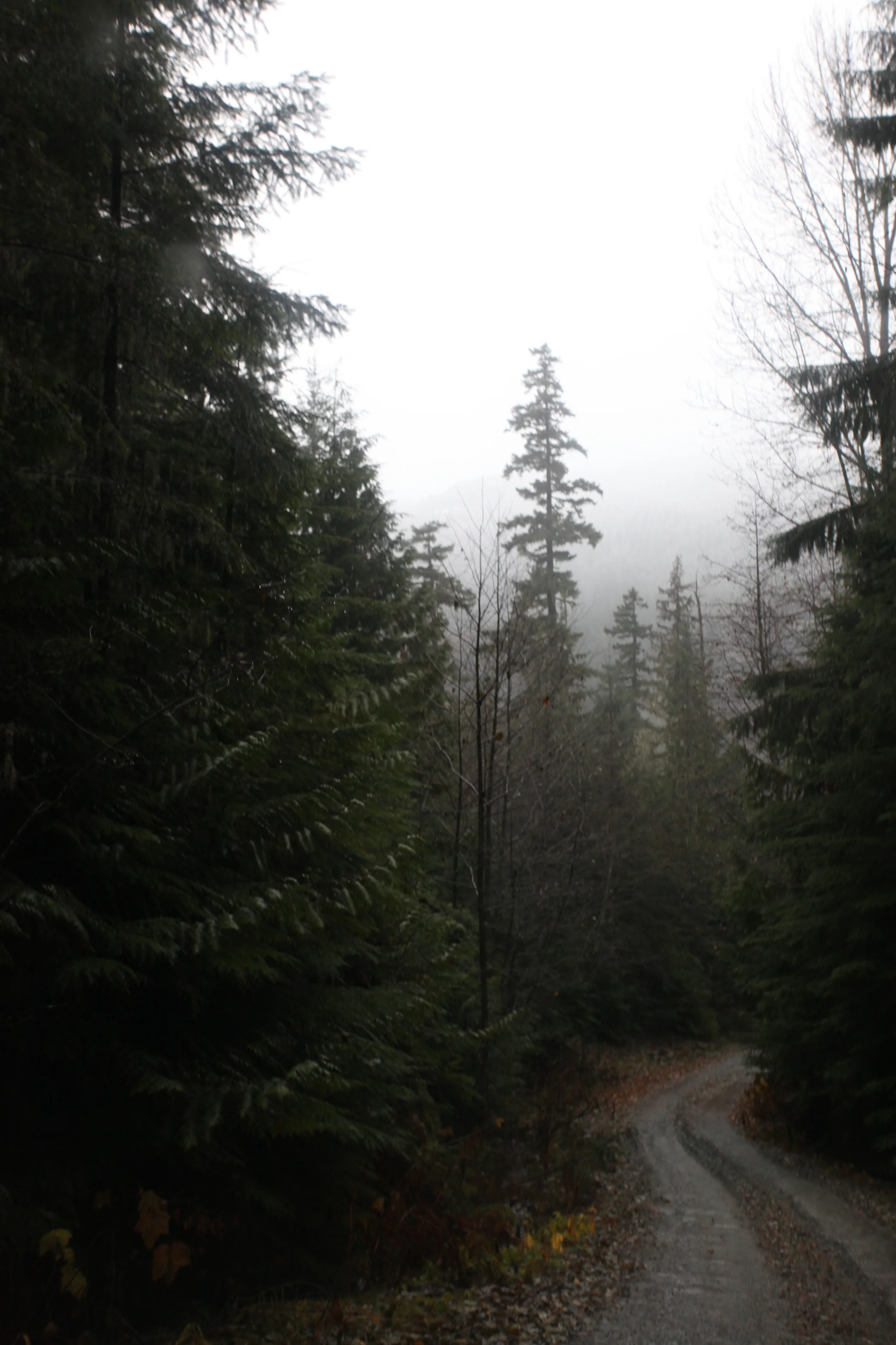 trails in squamish, british columbia, canada