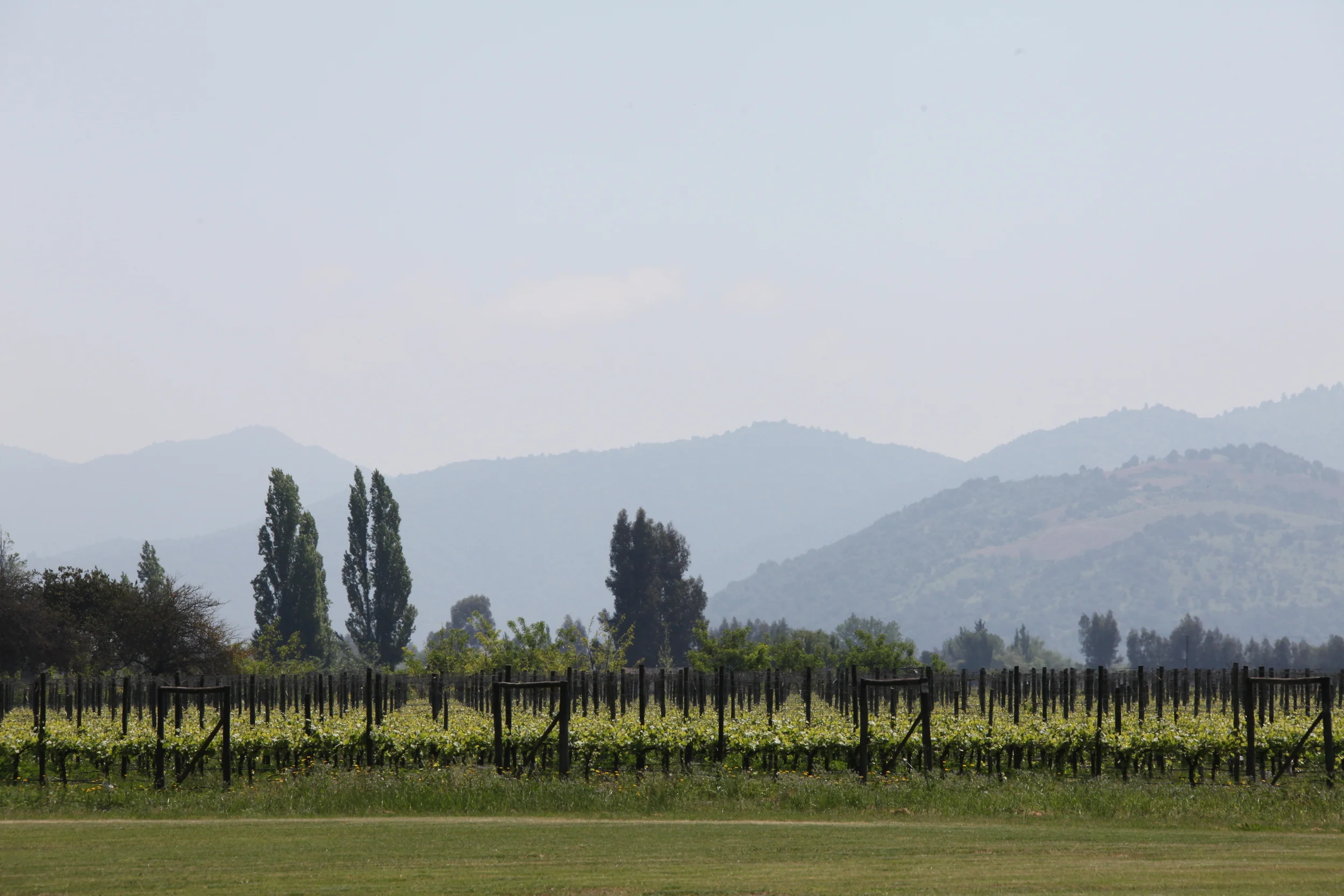 laura hartwig winery, santa cruz, chile