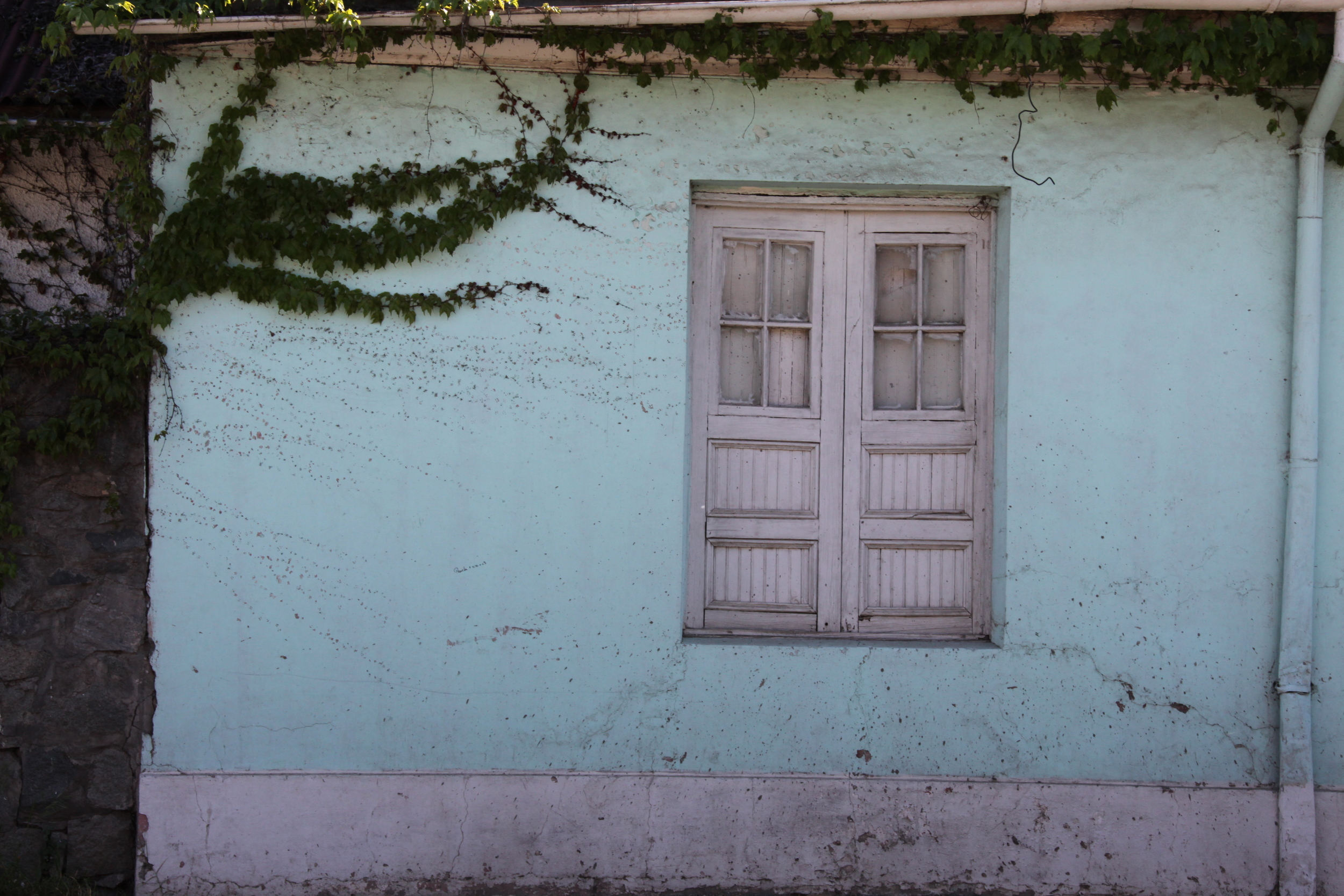 window and vines, santa cruz, chile