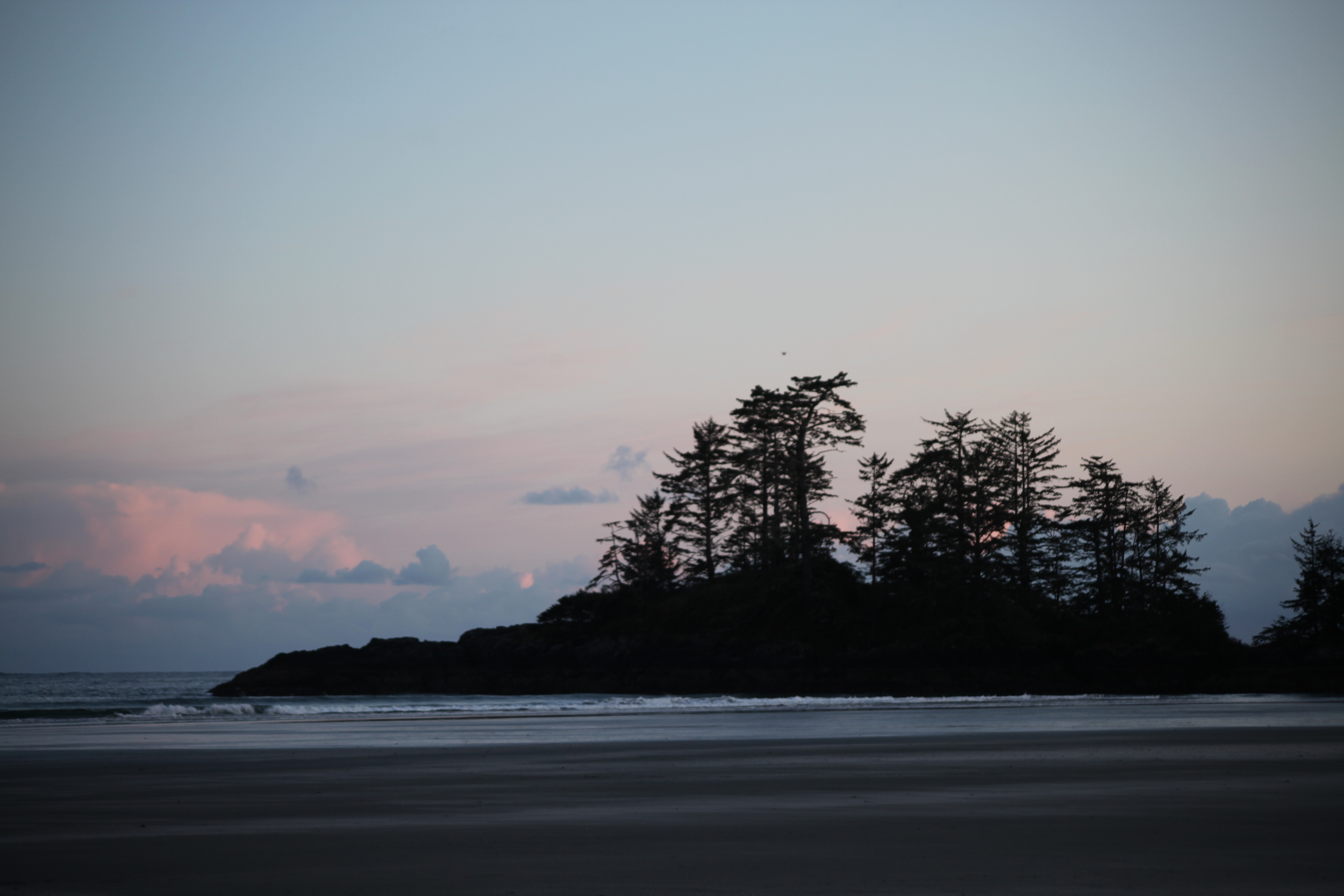 trees at chesterman beach, vancouver island, british columbia, canada