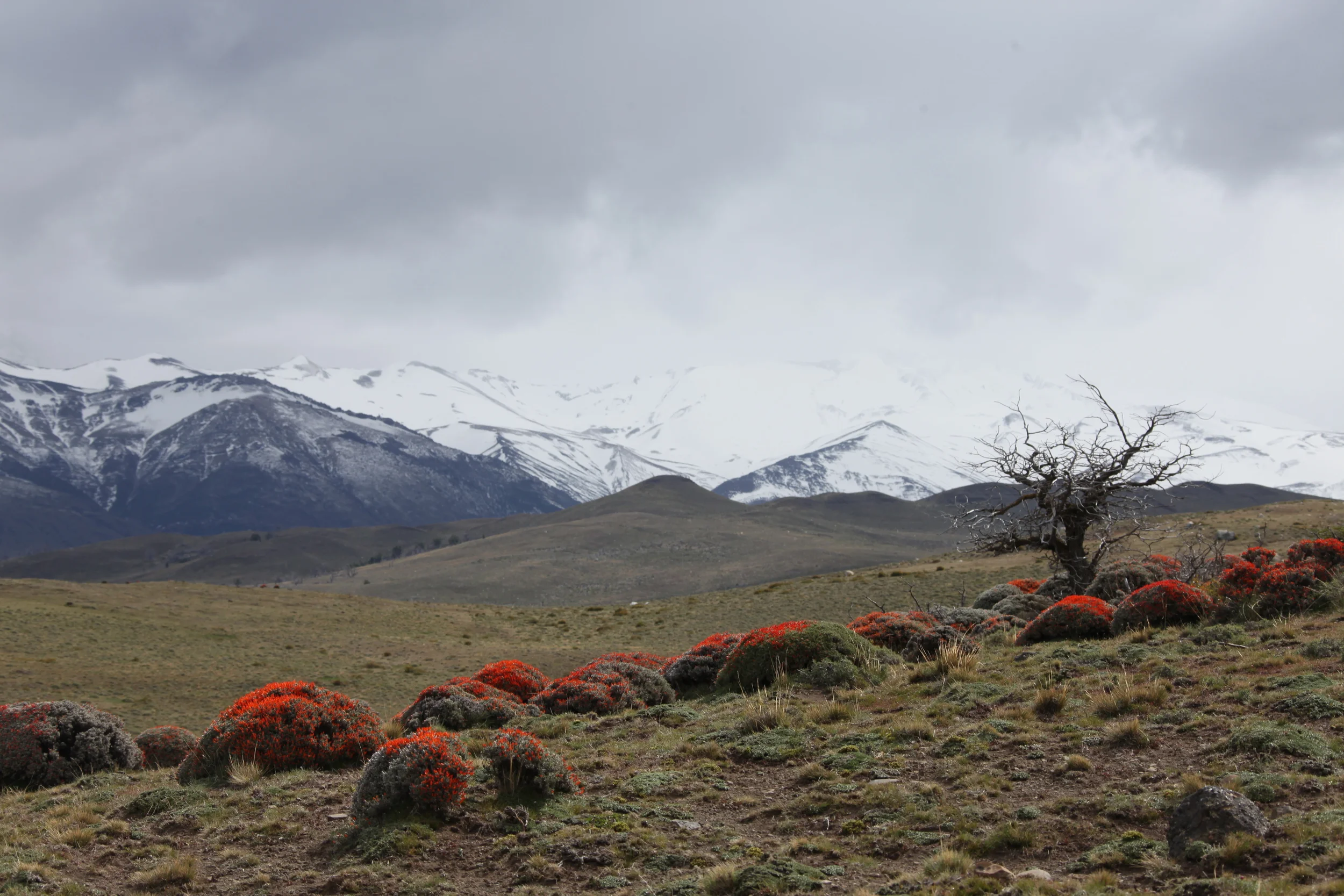 red neneo plants, torres del paine, chile