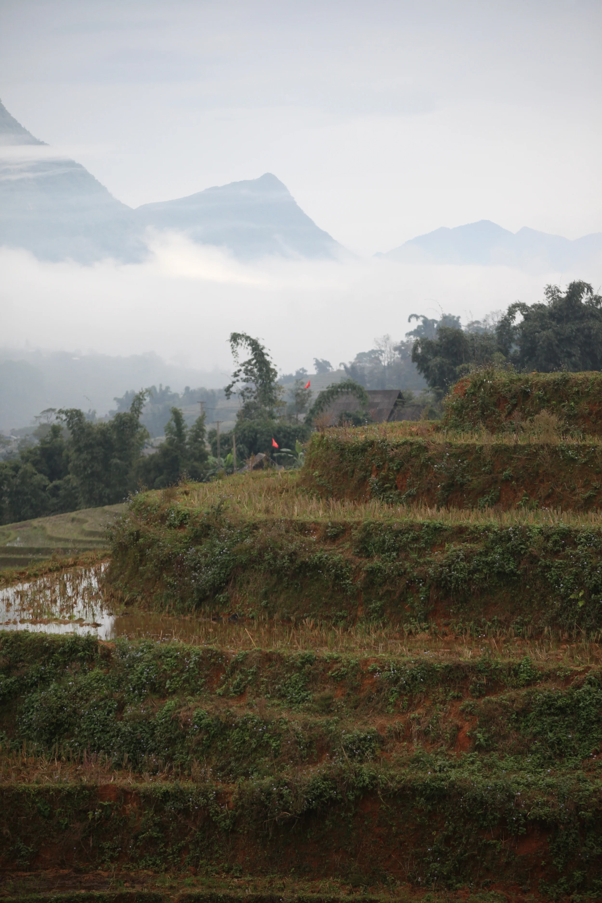 rice paddies, sapa, vietnam