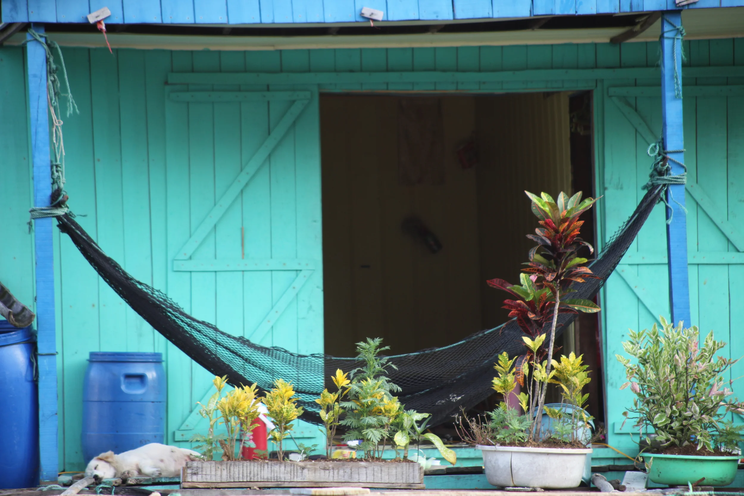 dog and hammock, halong bay, vietnam