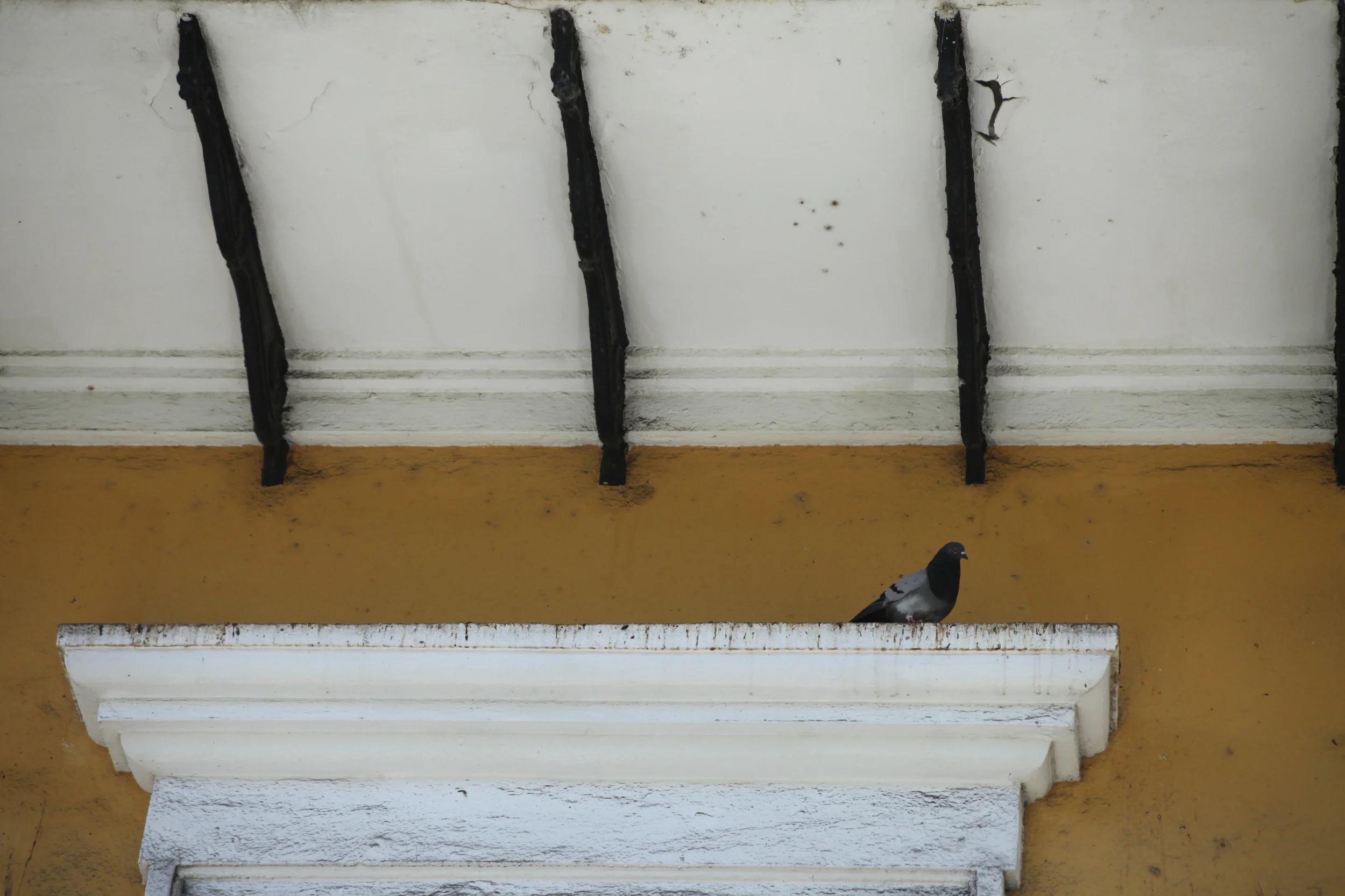 perched pidgeon, san juan, puerto rico