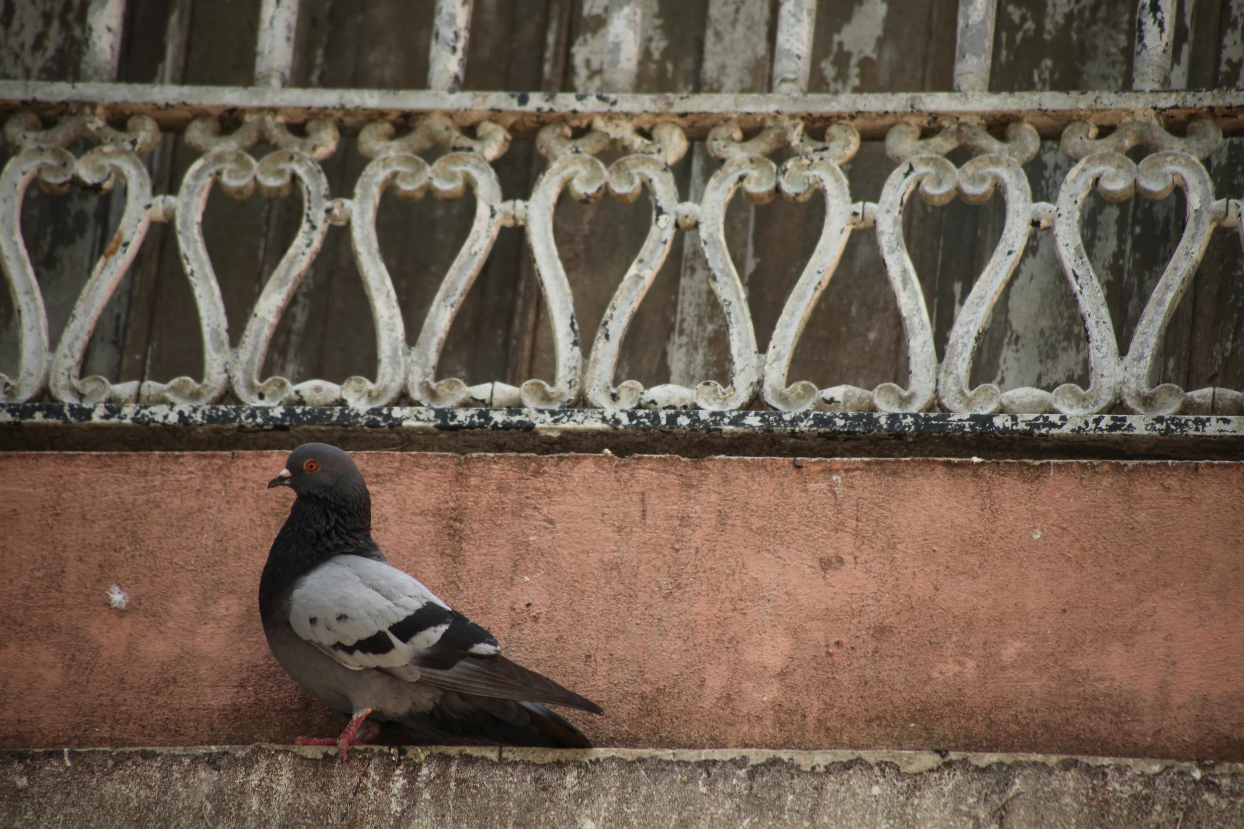 pidgeon on ledge, san juan, puerto rico, usa