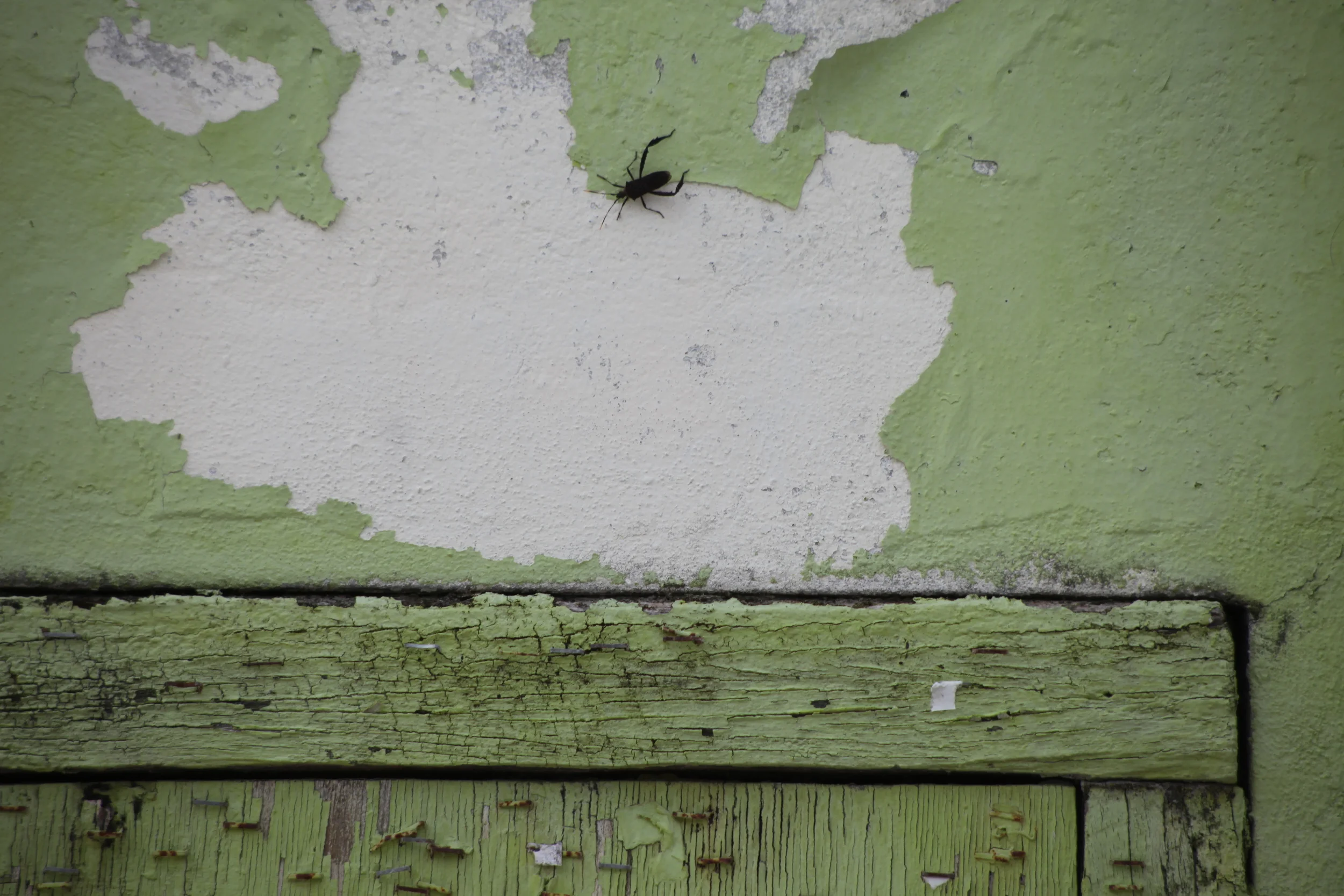 insect crawling on peeling paint, caye caulker, belize
