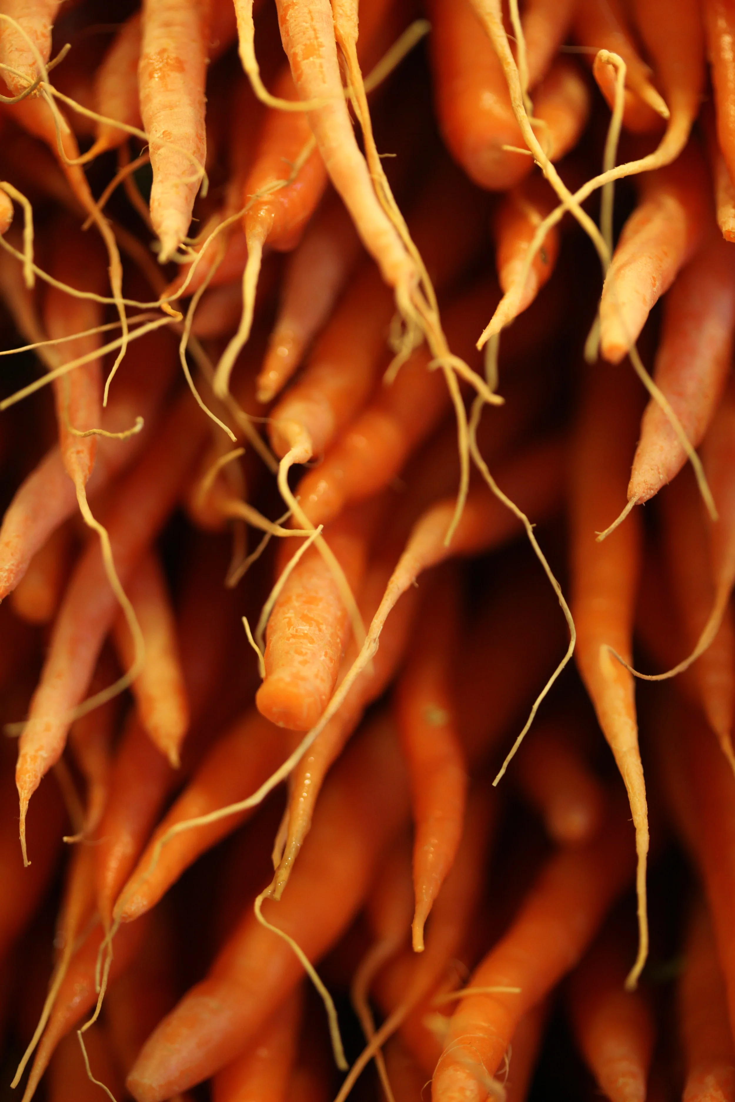 macro carrots, farmer's market, british columbia