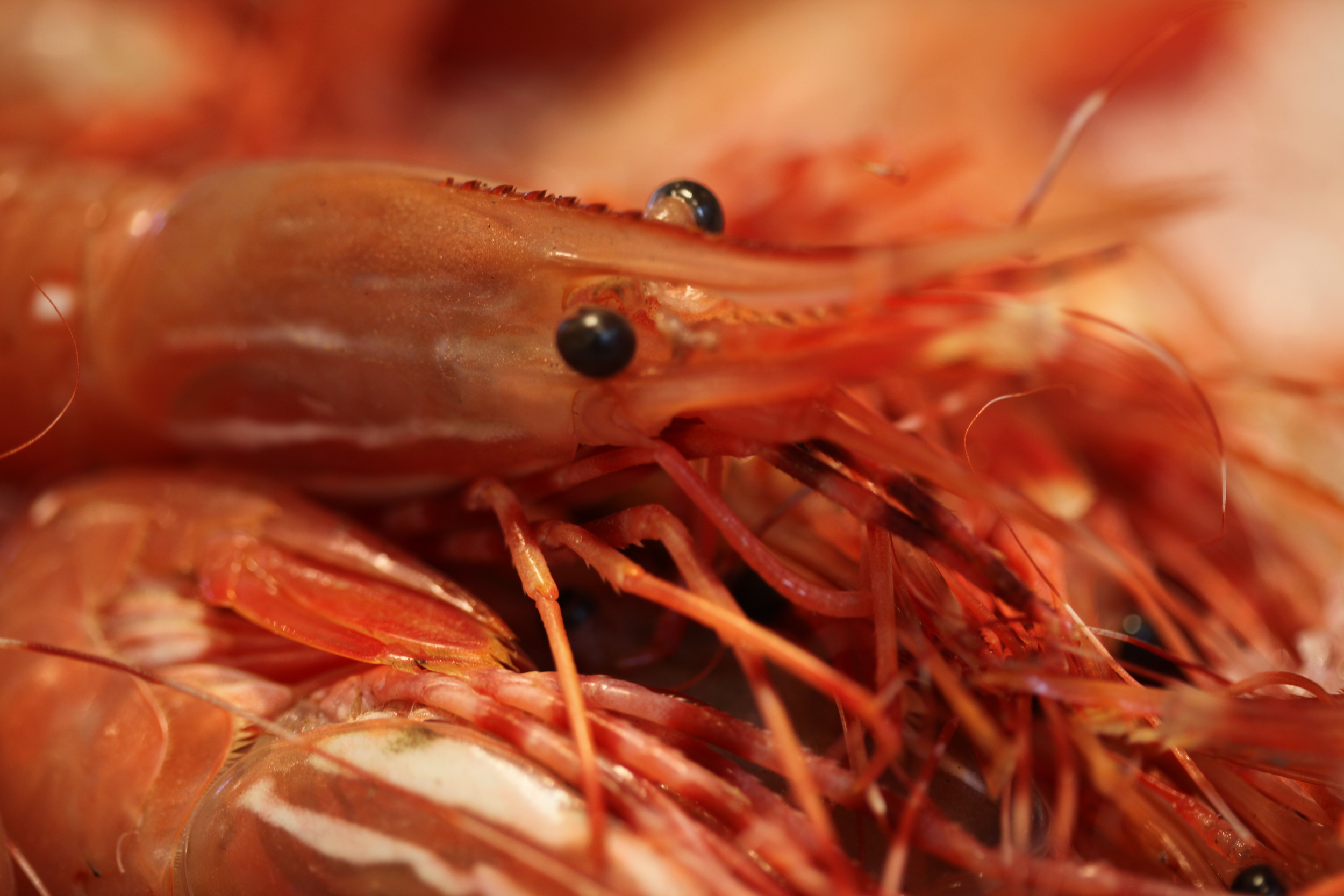 spot prawns, british columbia