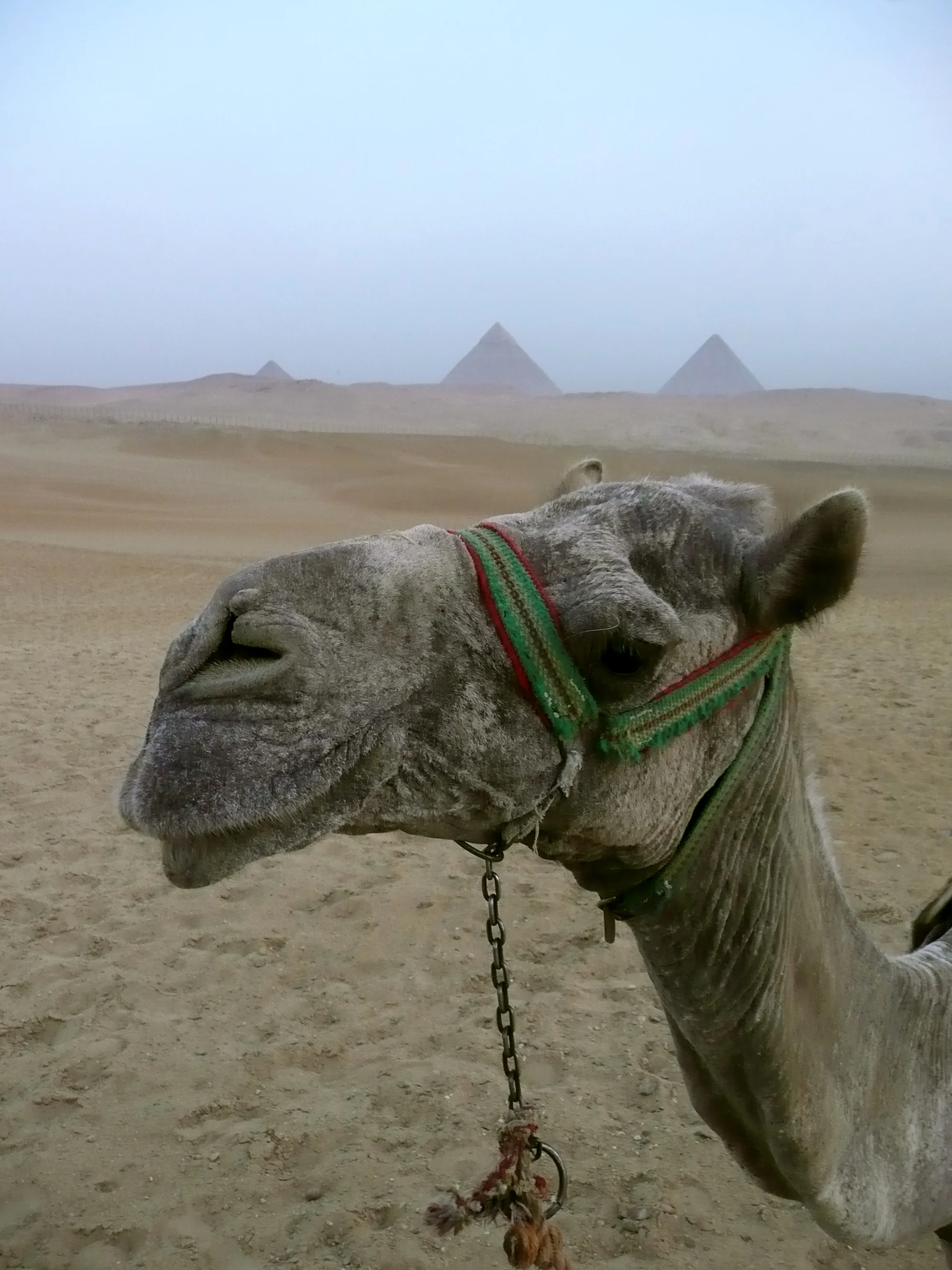 camel and pyramids, giza, egypt