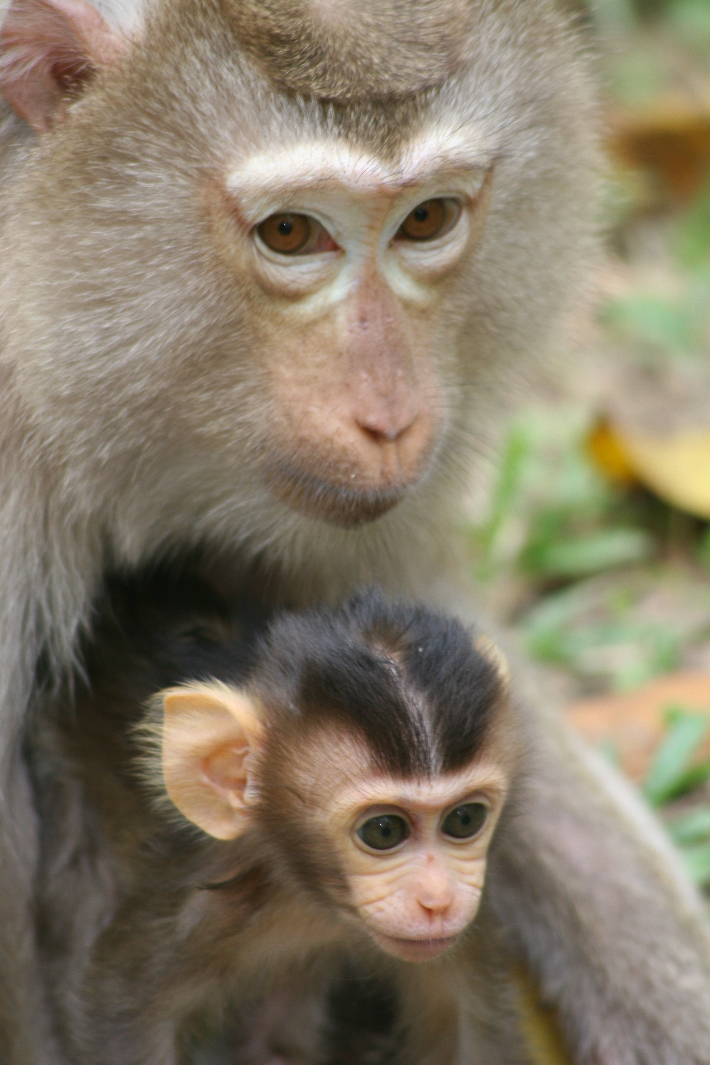 monkey mother and child, siem reap, cambodia