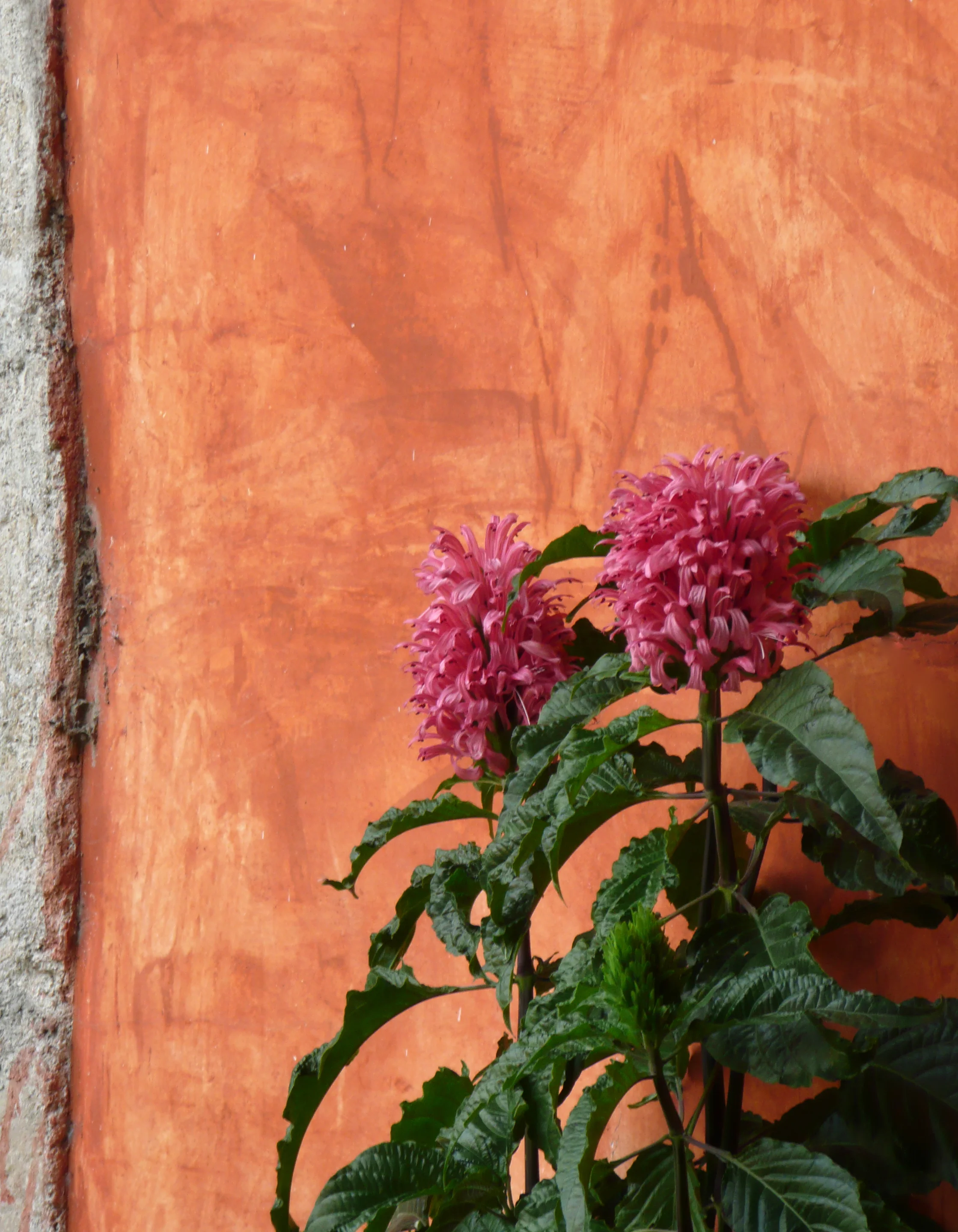 pink flowers orange wall, antigua, guatemala