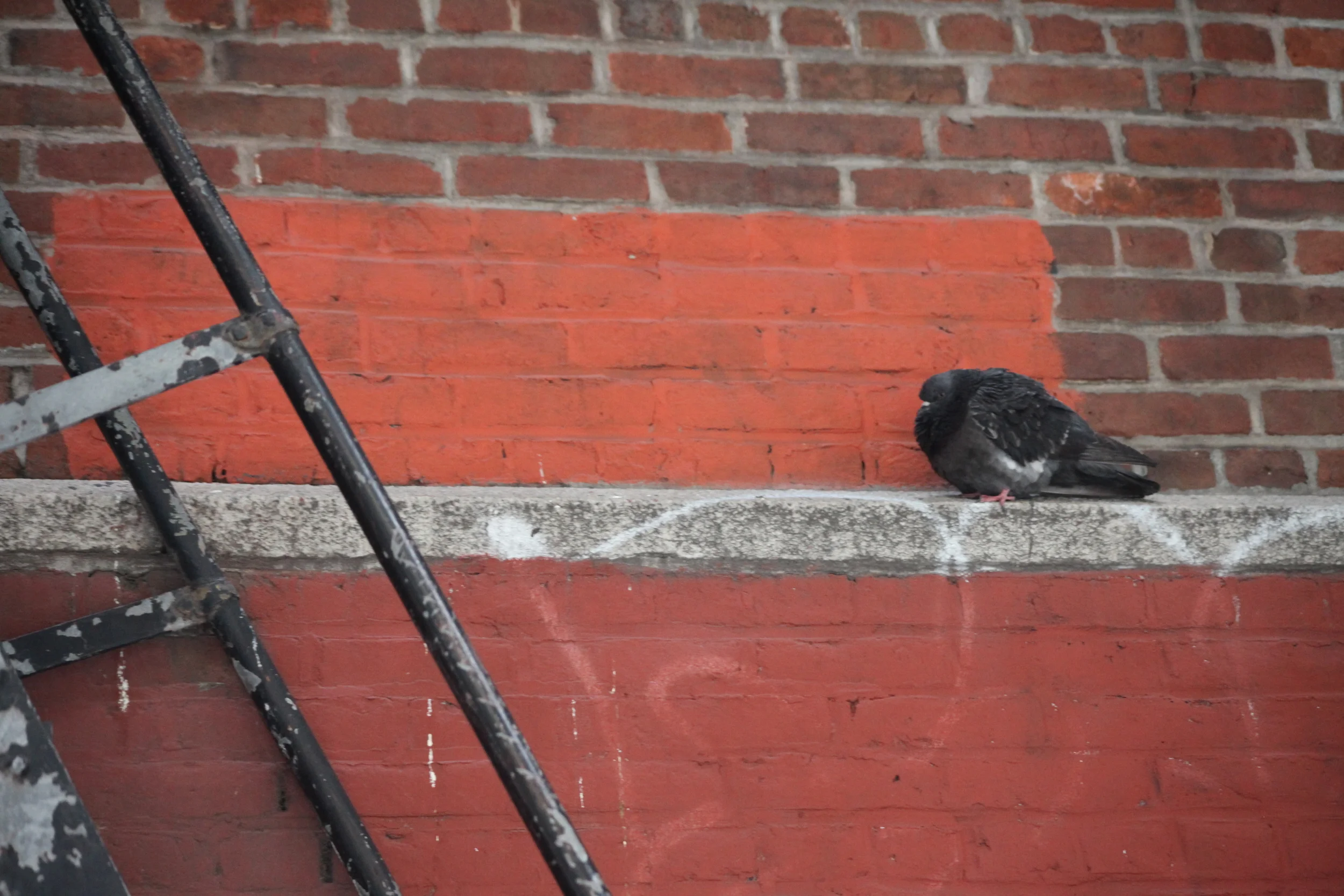 pidgeon resting, san francisco, california, usa