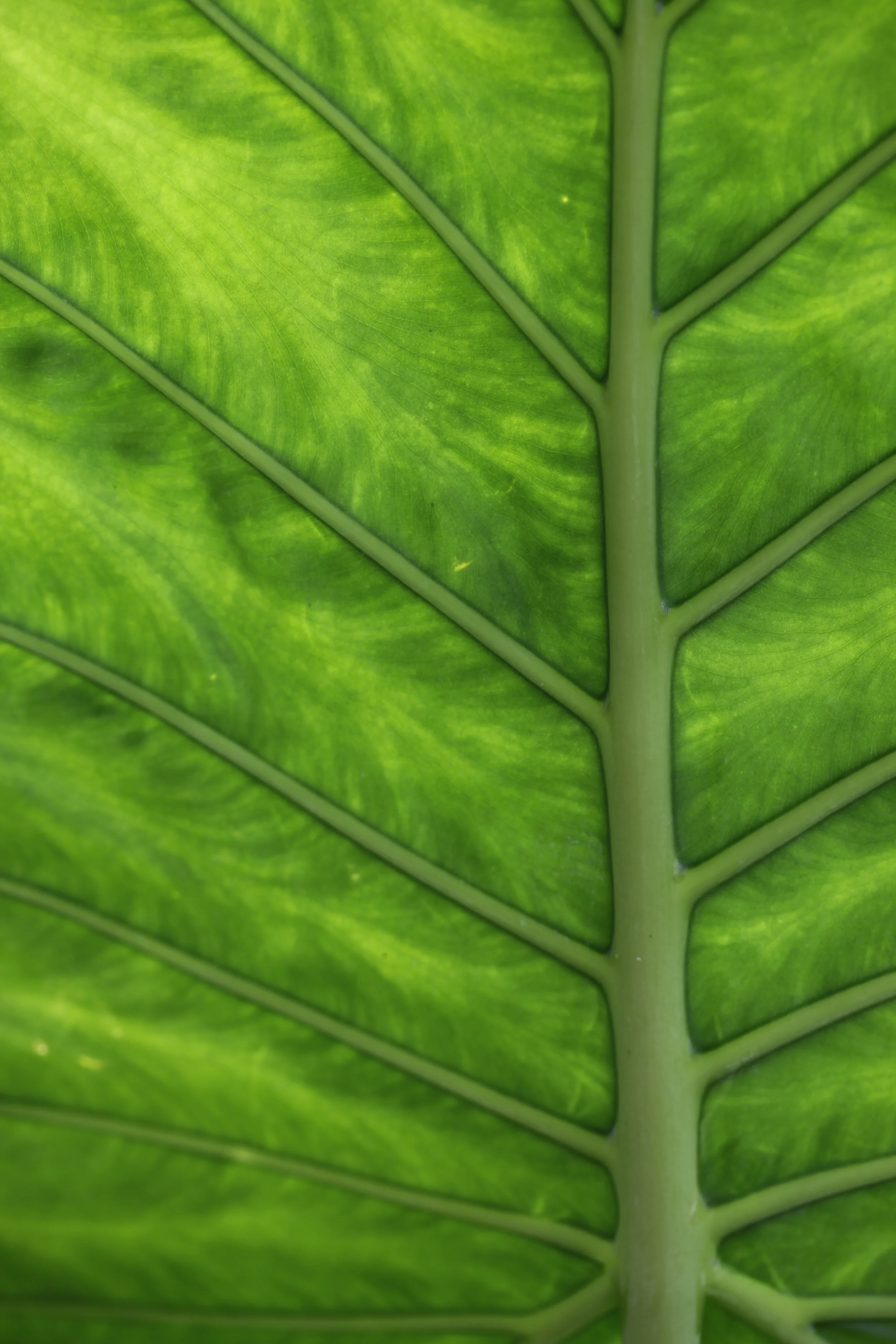 leaf and stem, bronx botanical garden, new york, usa