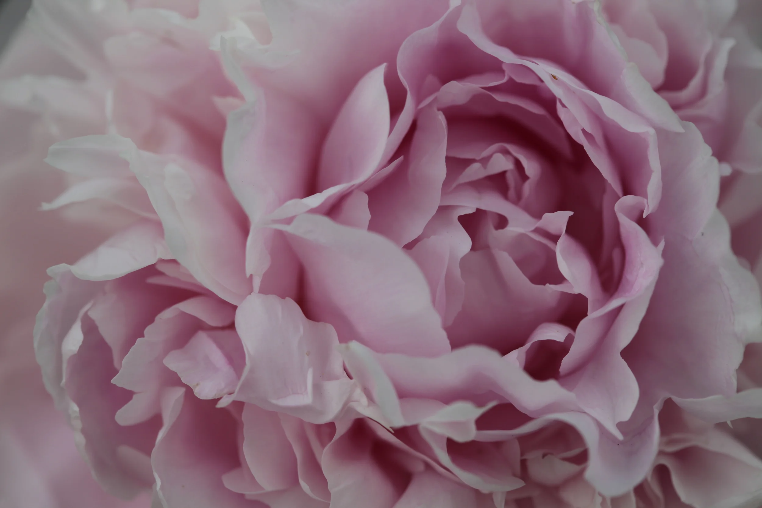 soft pink carnation, bronx botanical garden, new york, usa