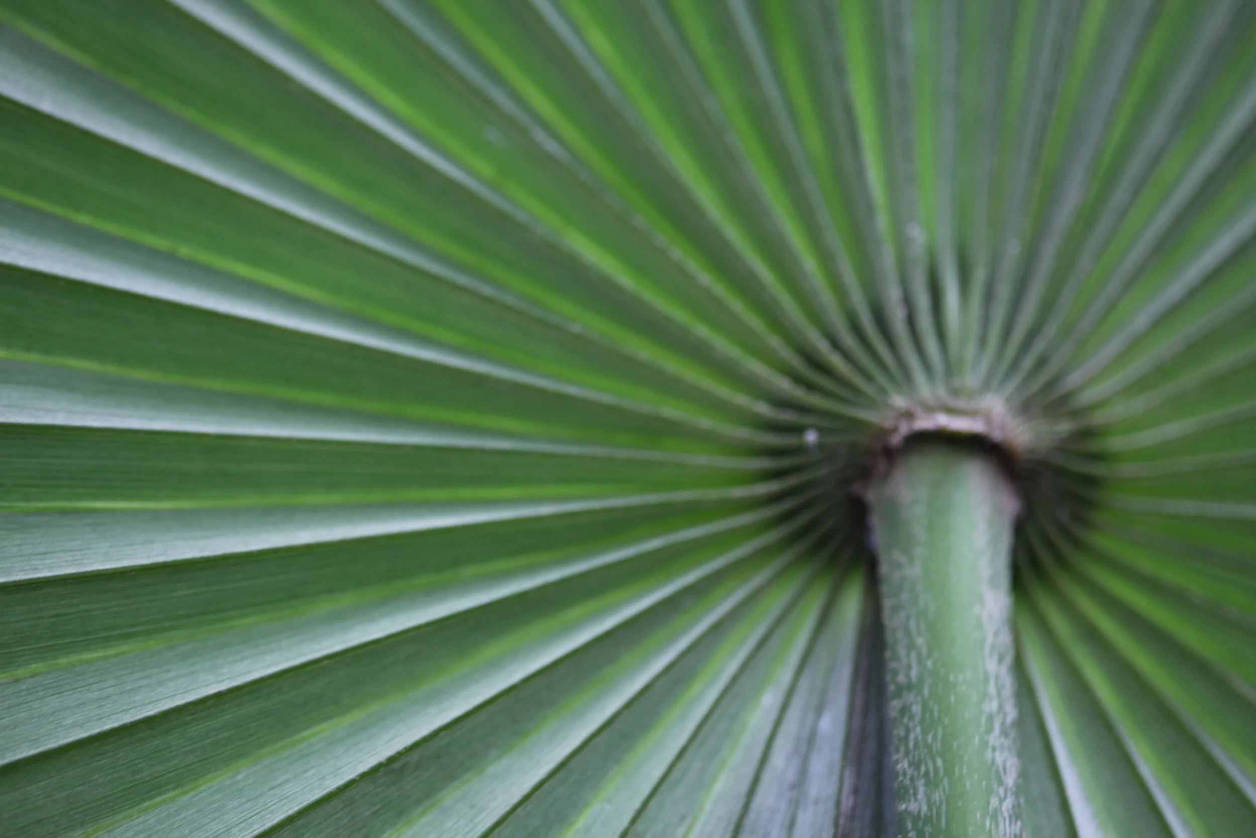 palm detail, bronx botanical garden, new york, usa
