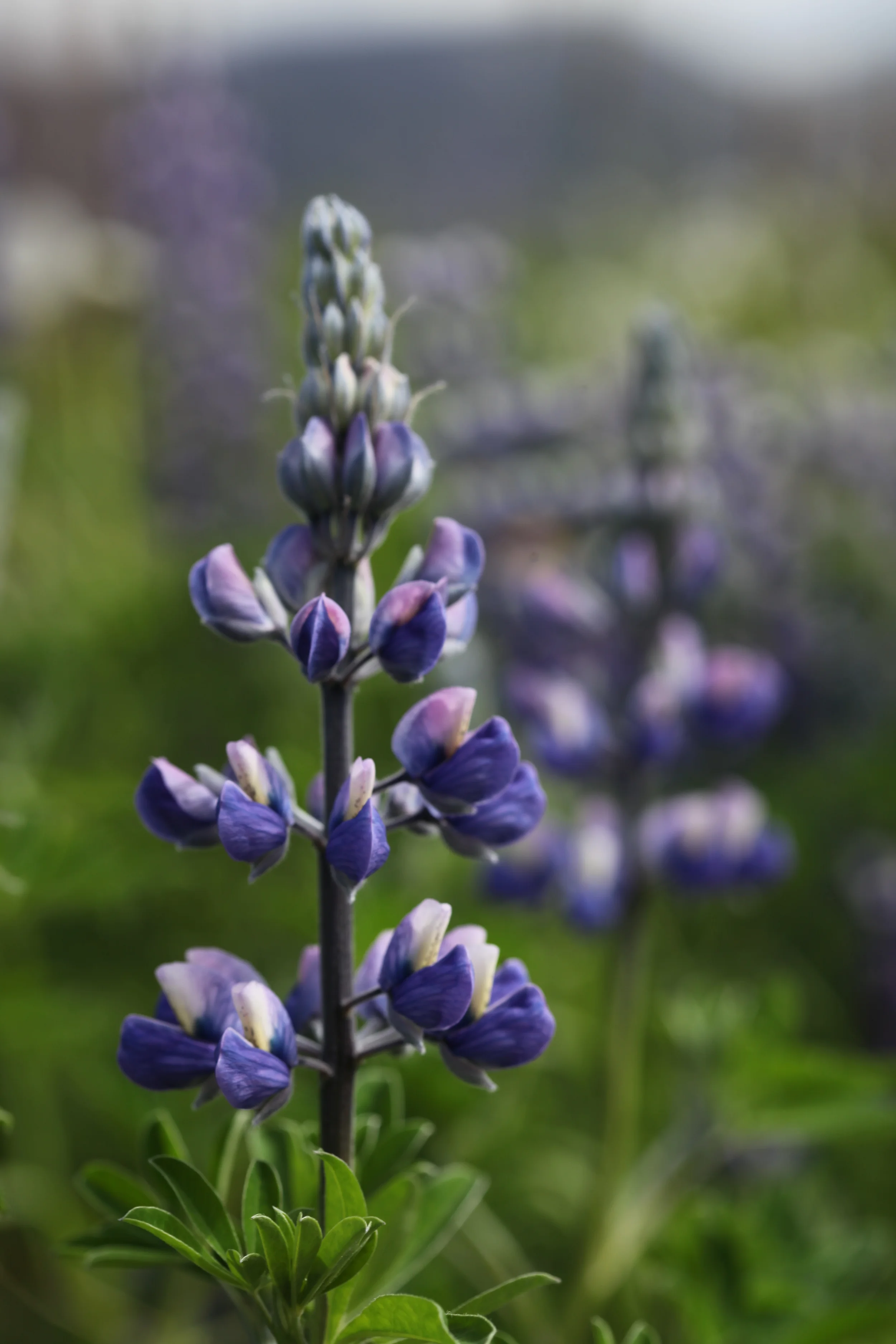 purple nootka lupine flower, iceland