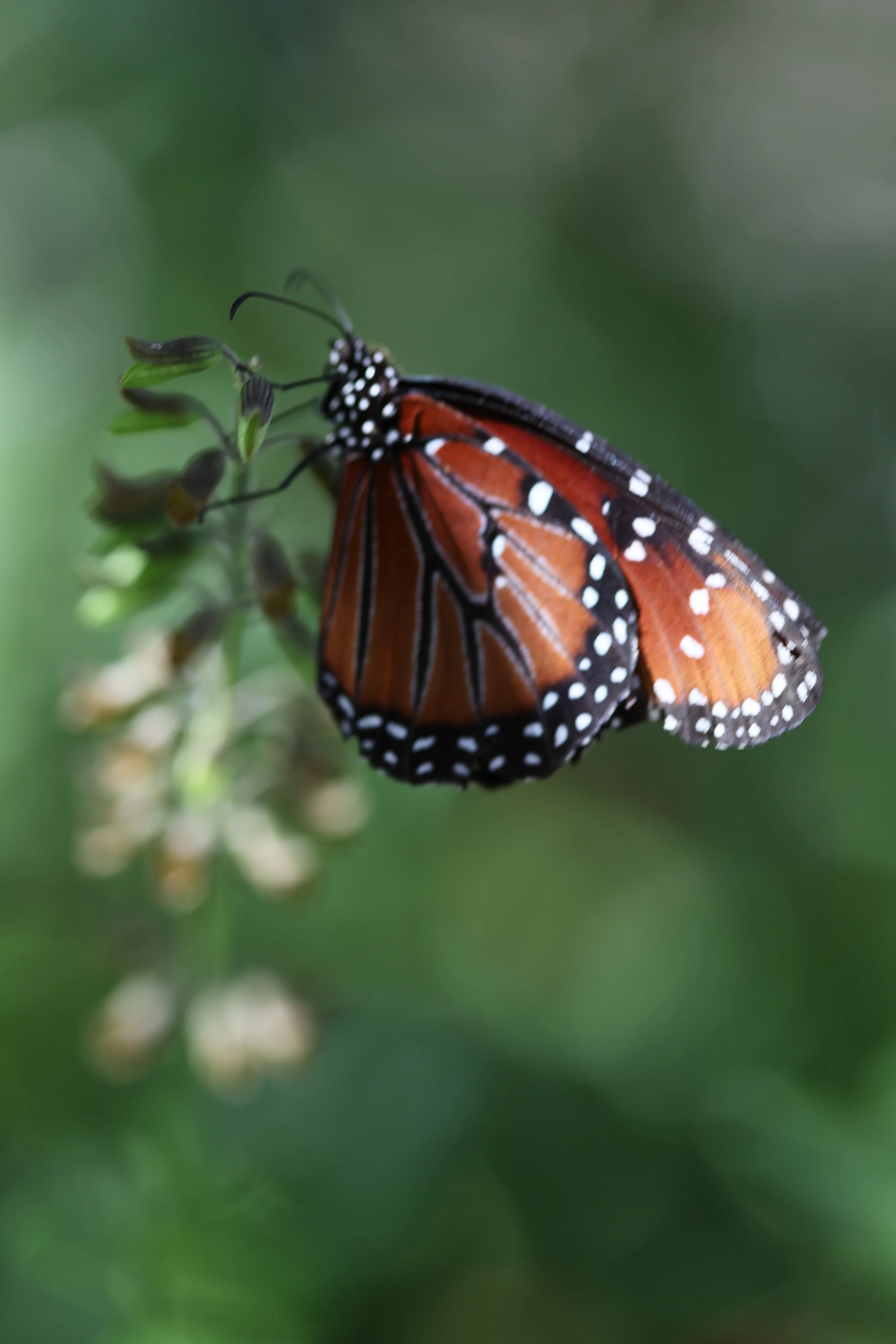 butterfly, brook green gardens, south carolina, usa
