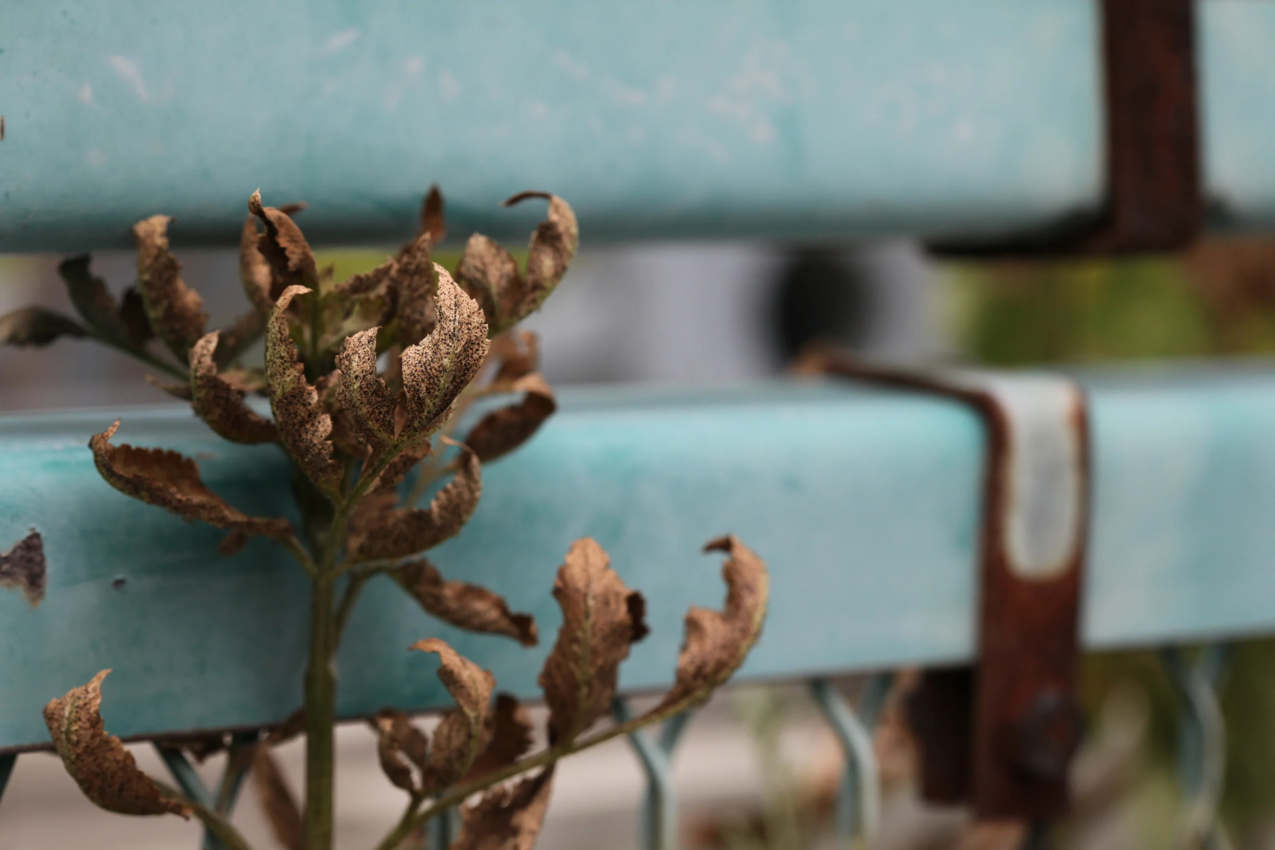 dried plant along fence, osaka, japan