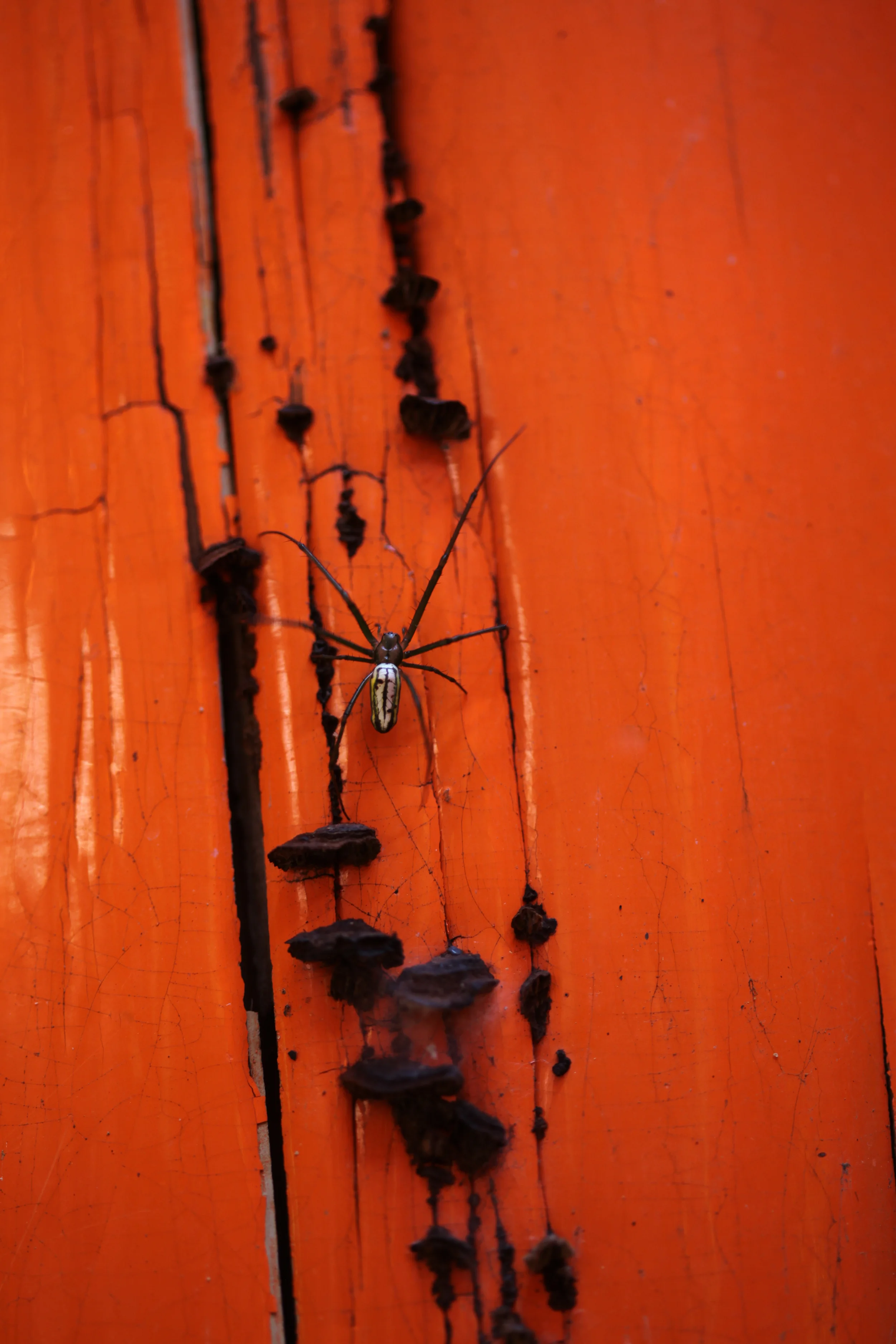 spider at fushimi inari gates, kyoto, japan