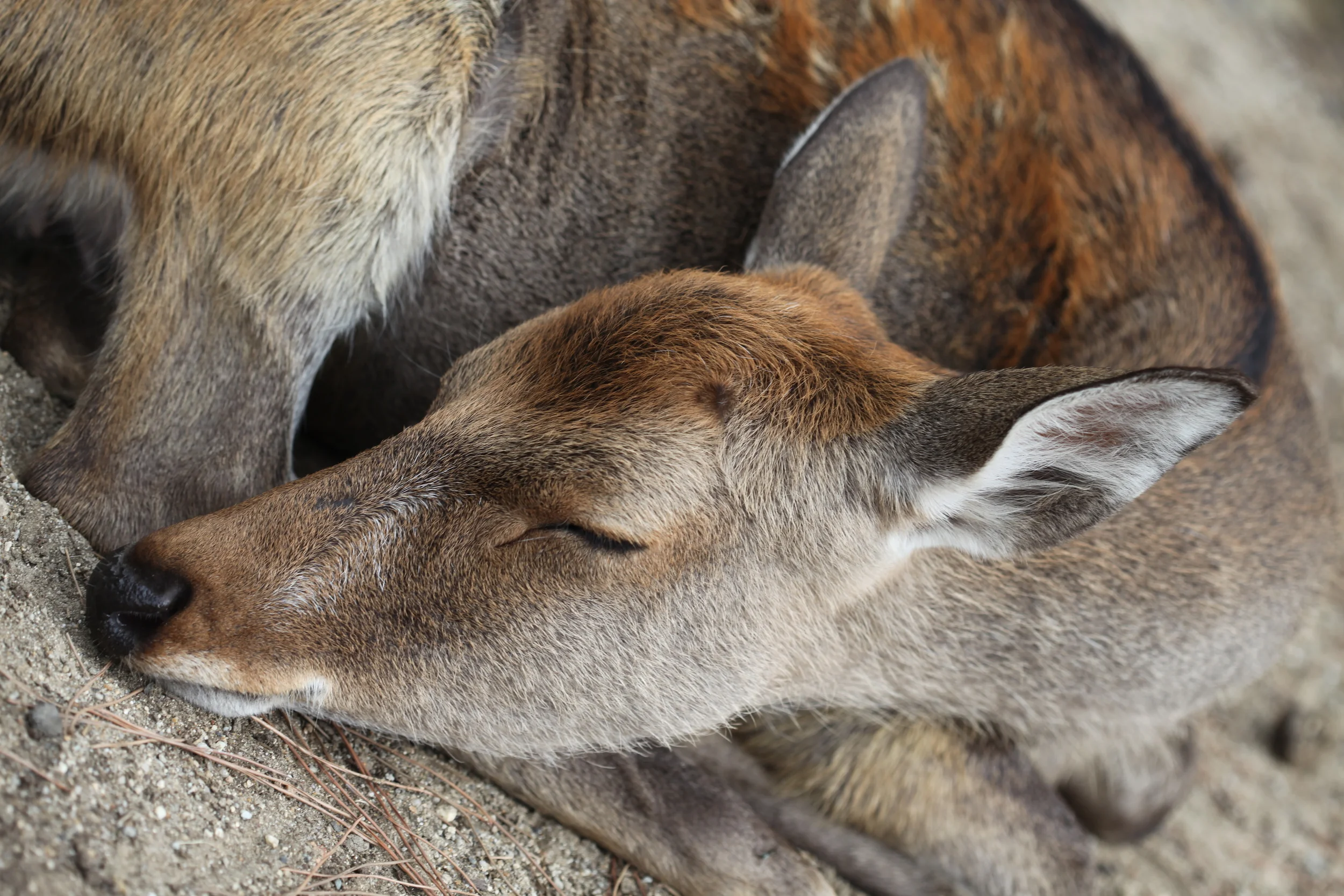 sleeping deer, nara, japan