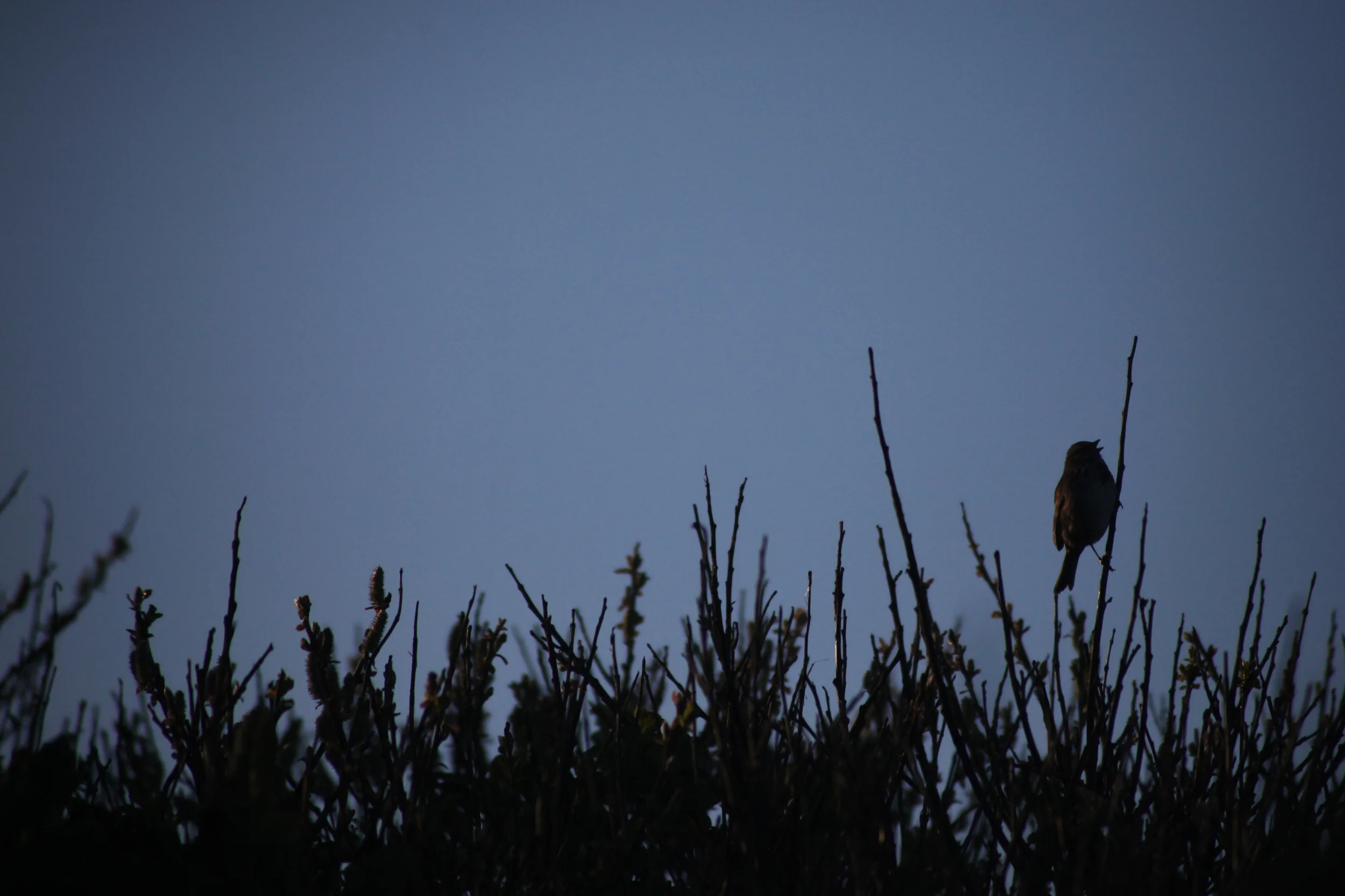 bird in bushes, oregon, usa