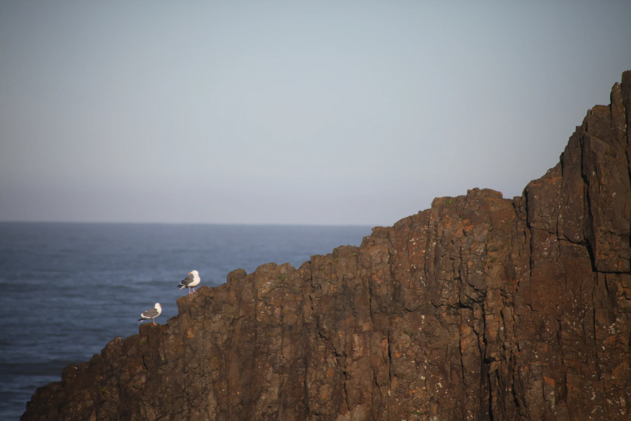 seagulls at seal rock, oregon, usa