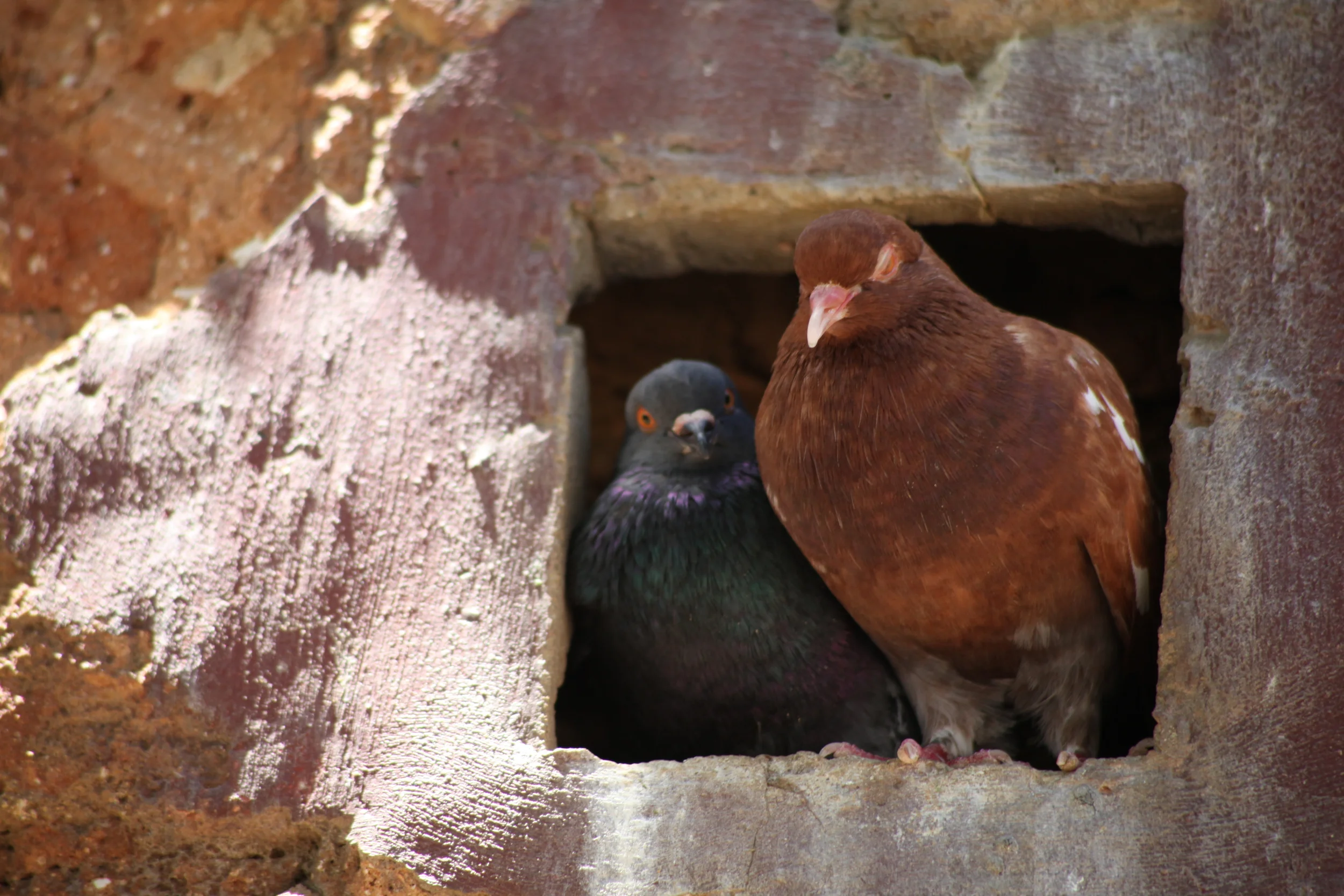 pair of pidgeons, san juan, puerto rico, usa