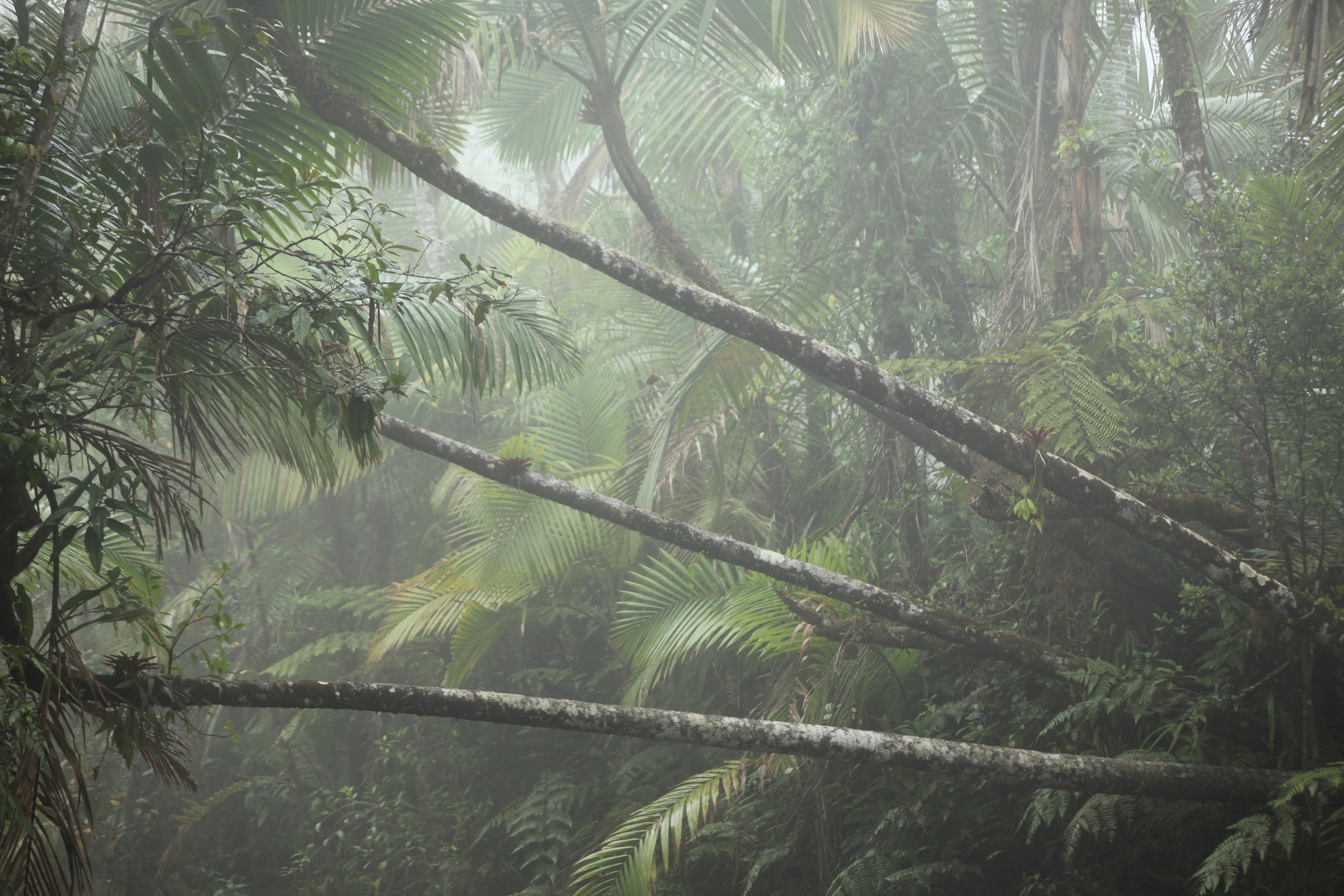 el yunque rainforest, puerto rico, usa