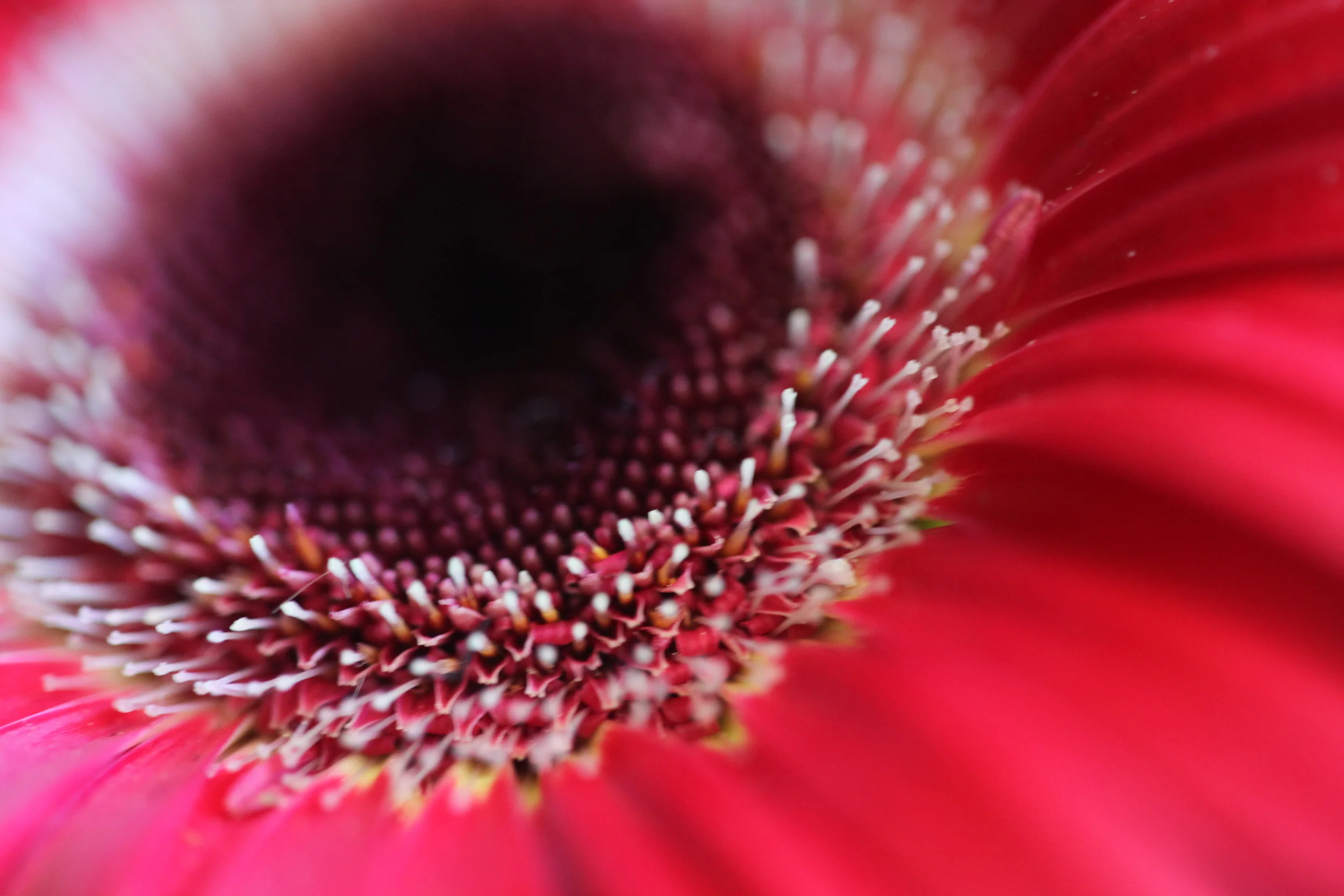 macro flower, granville public market, granville island, british columbia, canada