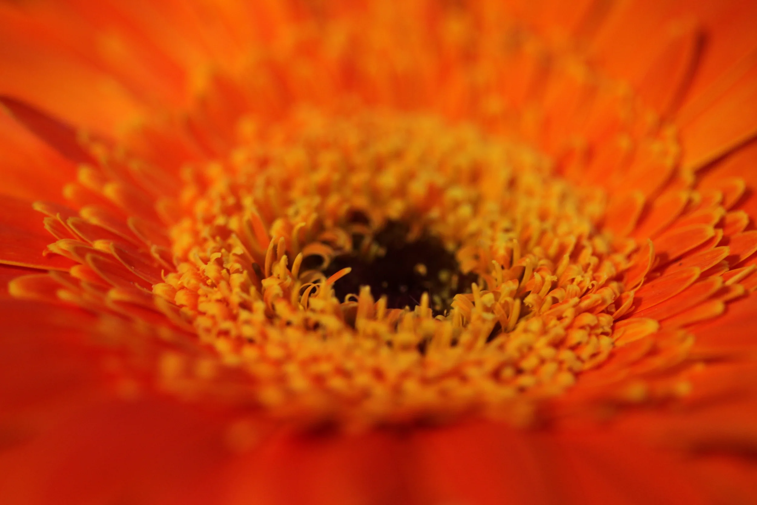 orange gerbera daisy macro, granville island, british columbia, canada
