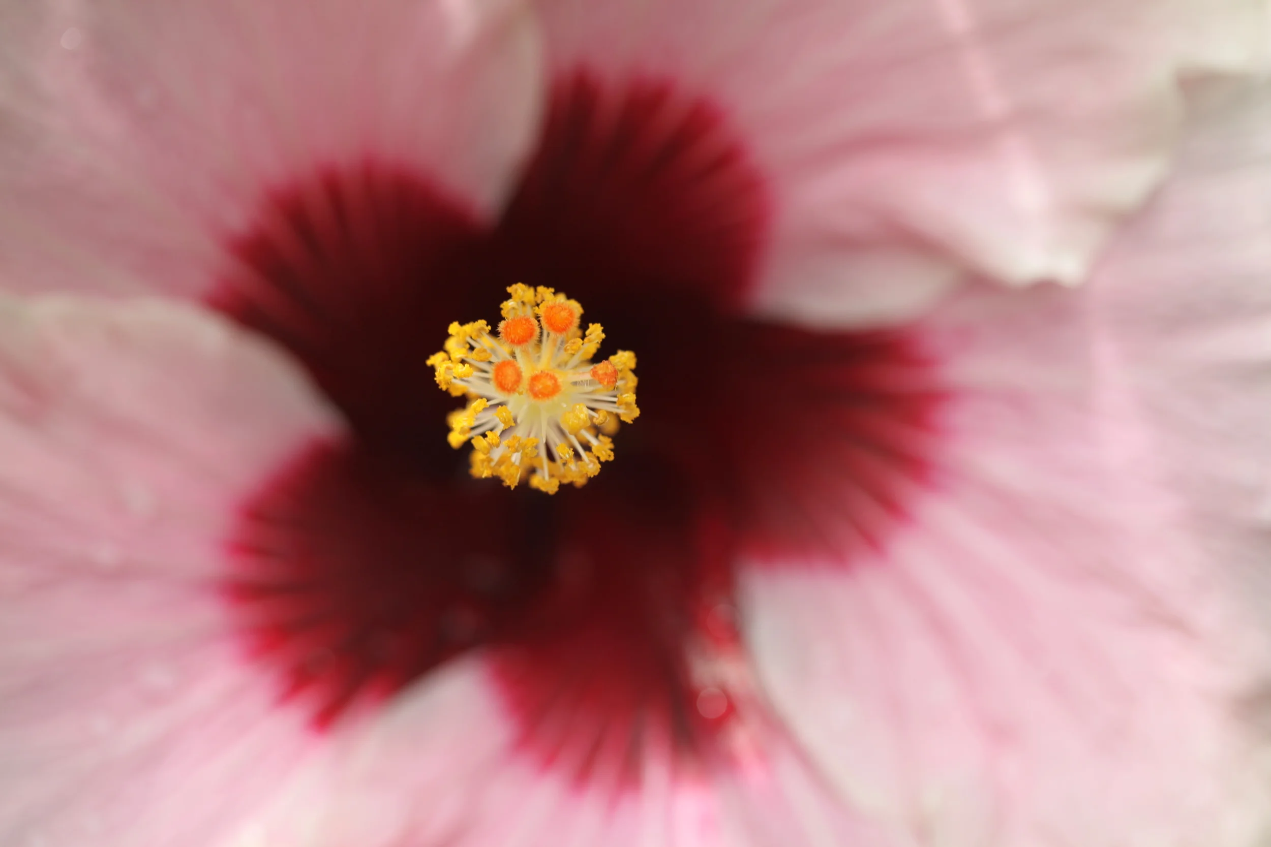 hibiscus flower macro, san francisco, california, usa