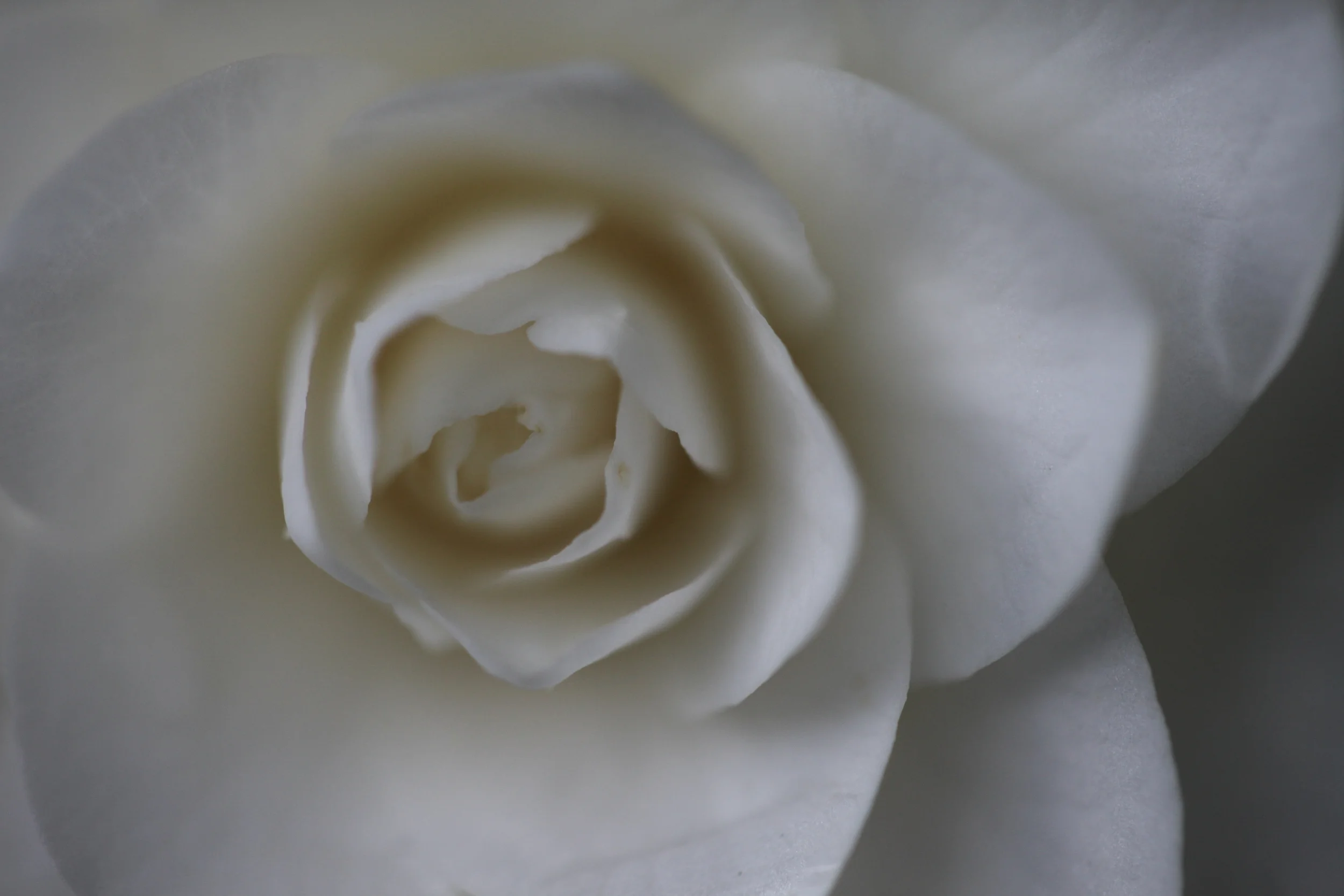 white rose, japanese garden, portland, oregon, usa