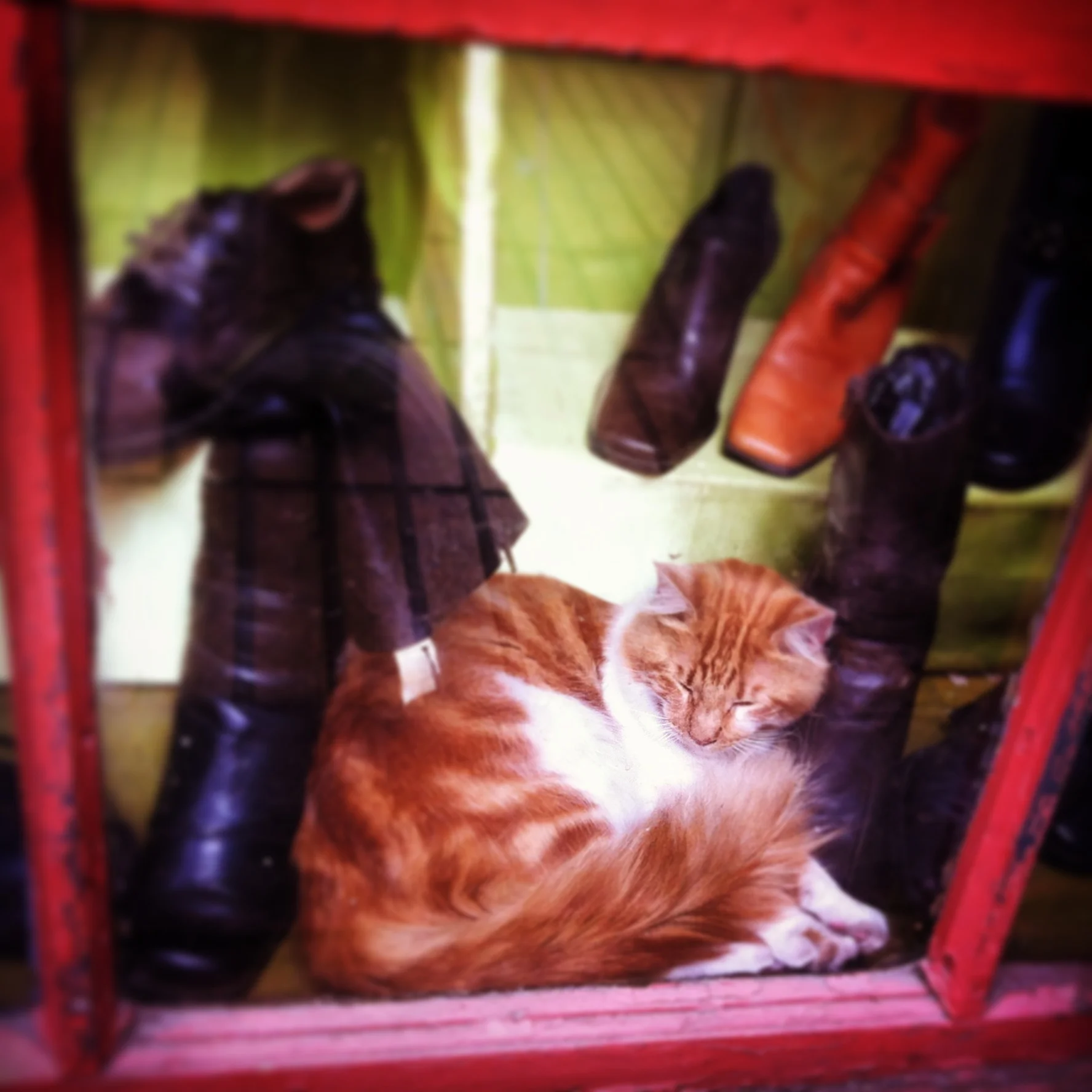 boots and cat, valparaiso, chile
